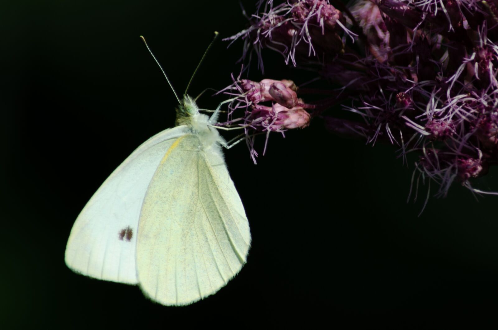 Nikon D5100 sample photo. Nature, butterfly, bug photography