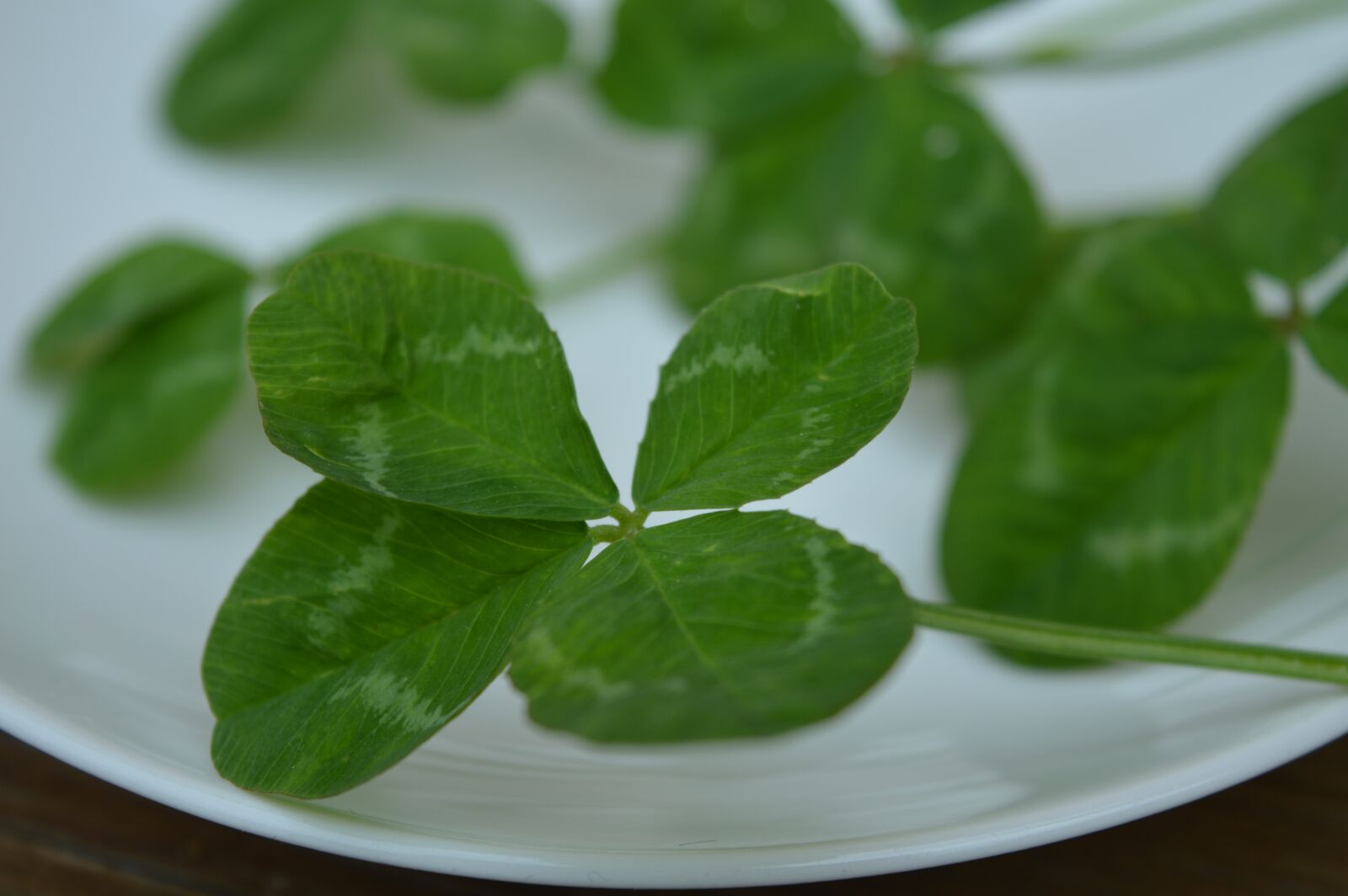 Nikon D3200 sample photo. Clovers, symbol, happiness photography