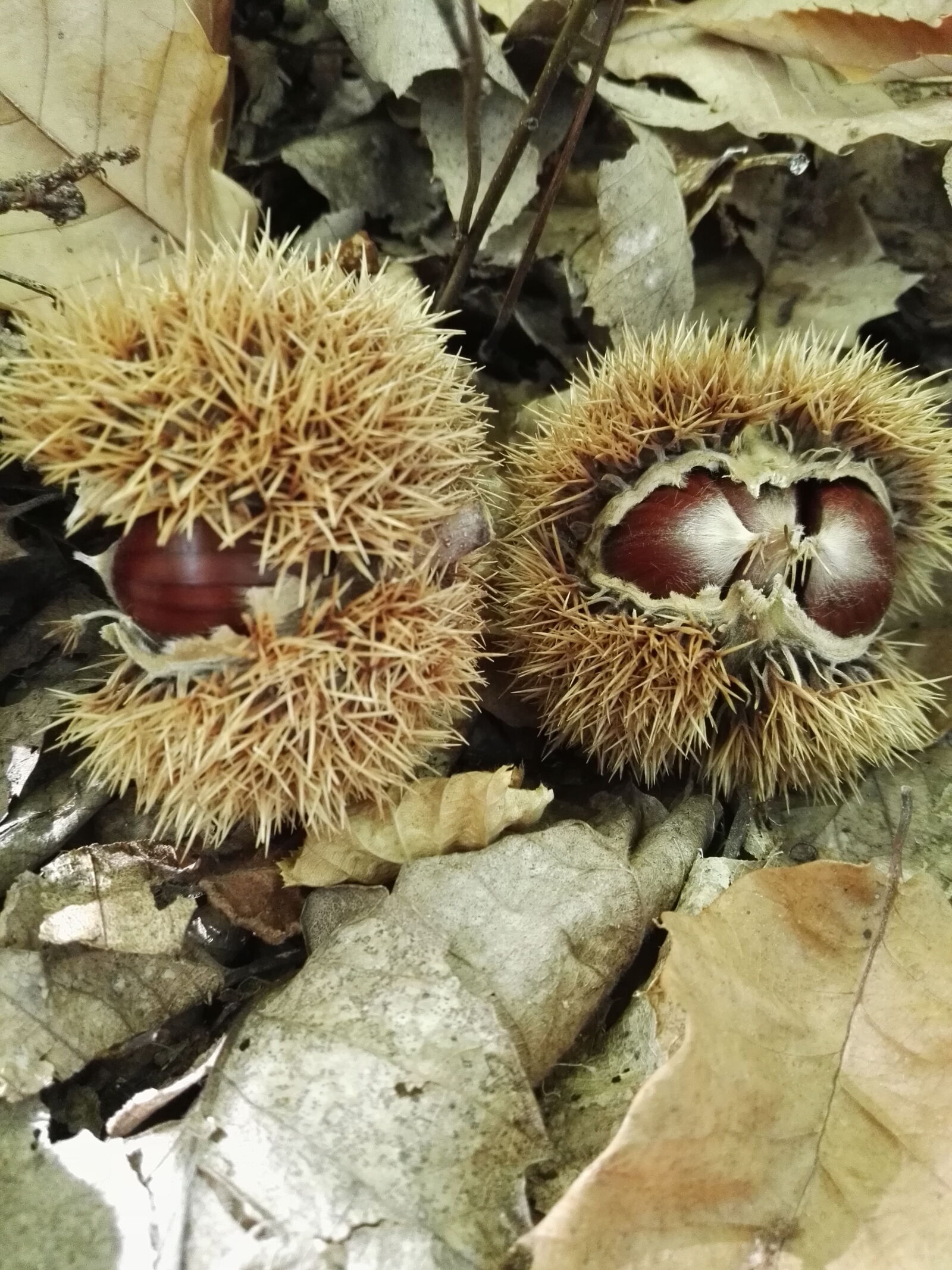 HUAWEI P8 sample photo. Chestnut, hedgehog photography