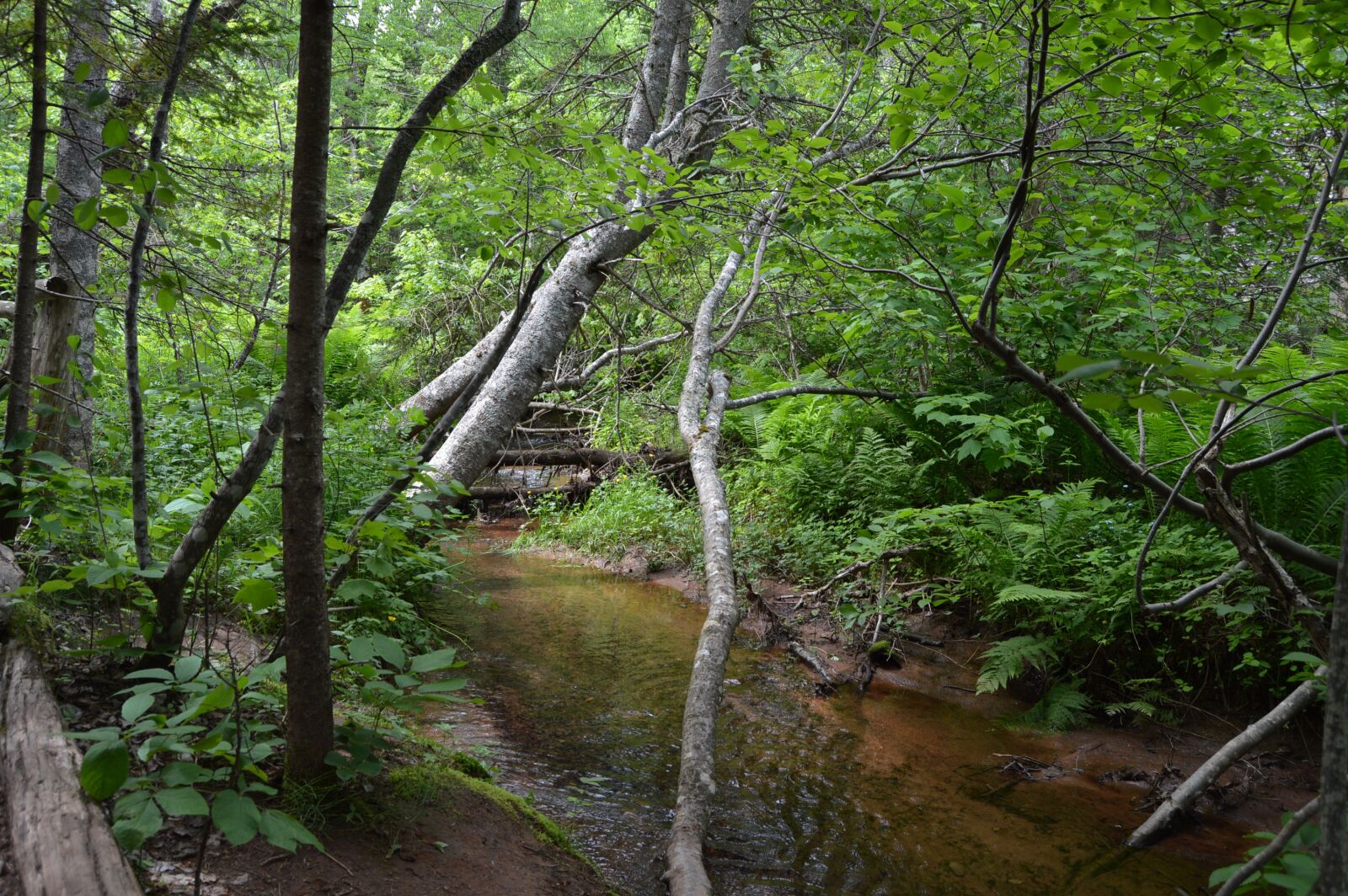 Nikon D3200 sample photo. Stream, forest, creek photography