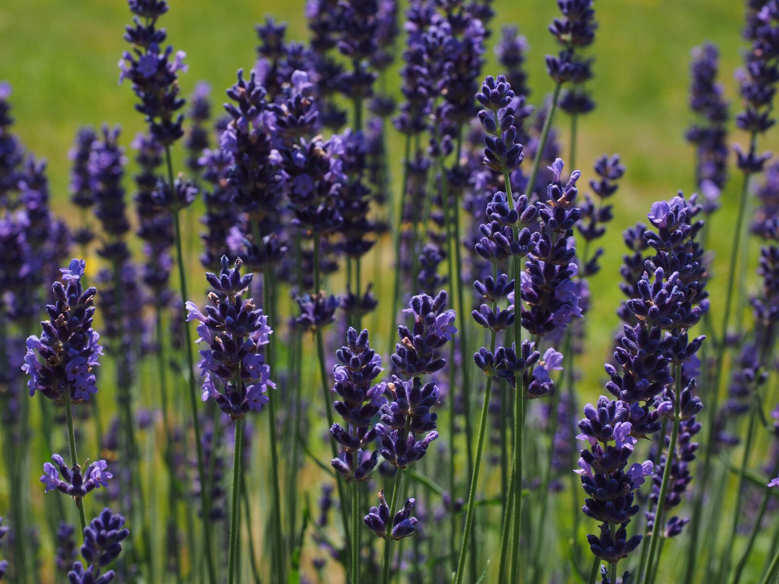 Olympus OM-D E-M1 + Olympus M.Zuiko Digital ED 12-40mm F2.8 Pro sample photo. Lavender, flowers, flower photography
