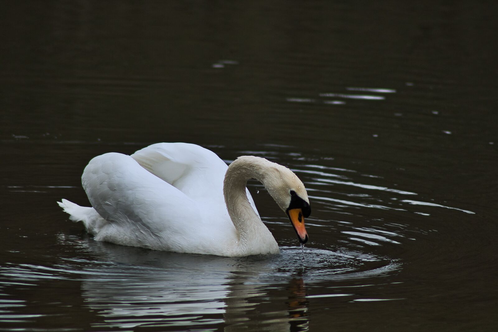 Canon EOS 750D (EOS Rebel T6i / EOS Kiss X8i) sample photo. Swan, water, animal photography