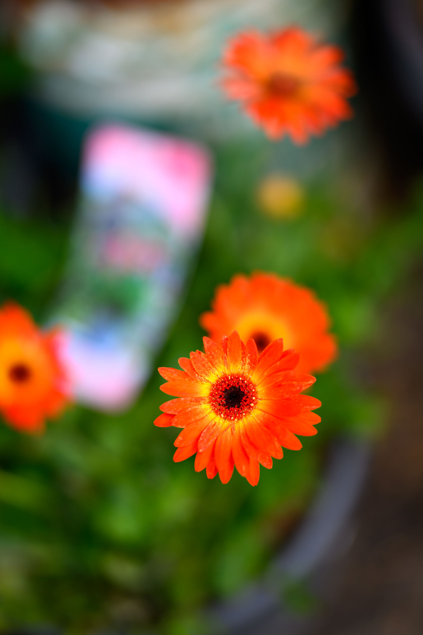 Nikon Z8 sample photo. Flower bokeh photography