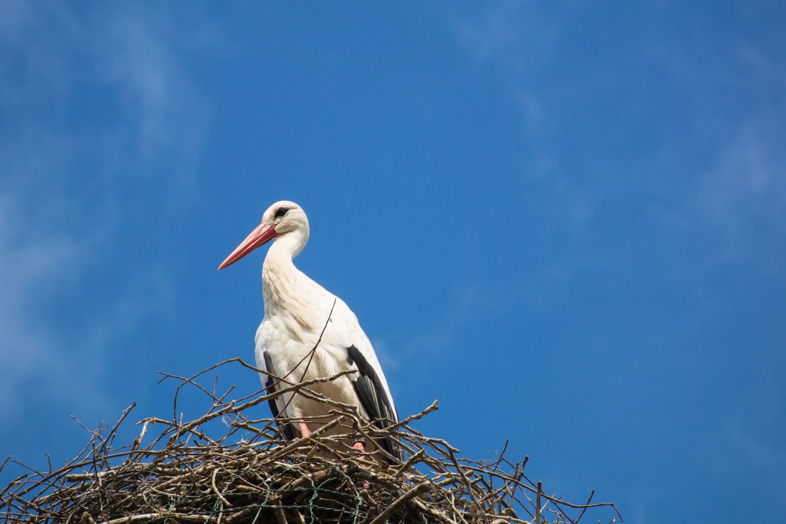 Nikon 1 V2 sample photo. Stork, storchennest, bird photography