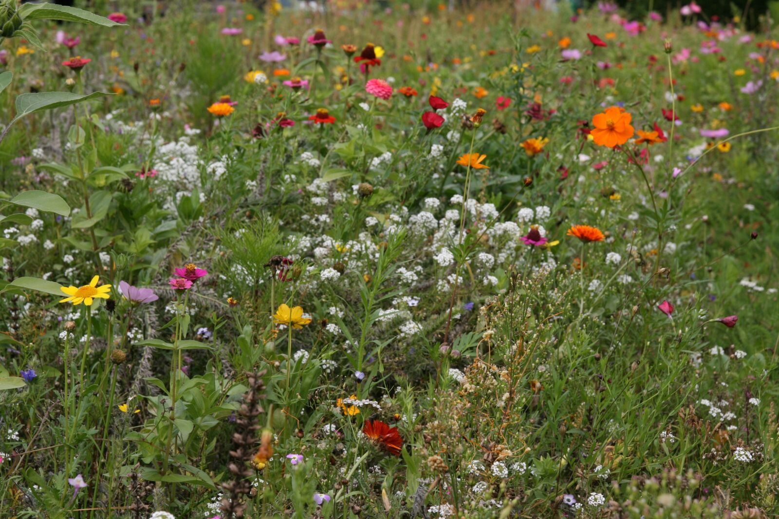 Canon EOS 400D (EOS Digital Rebel XTi / EOS Kiss Digital X) sample photo. Meadow, colorful, flowers photography