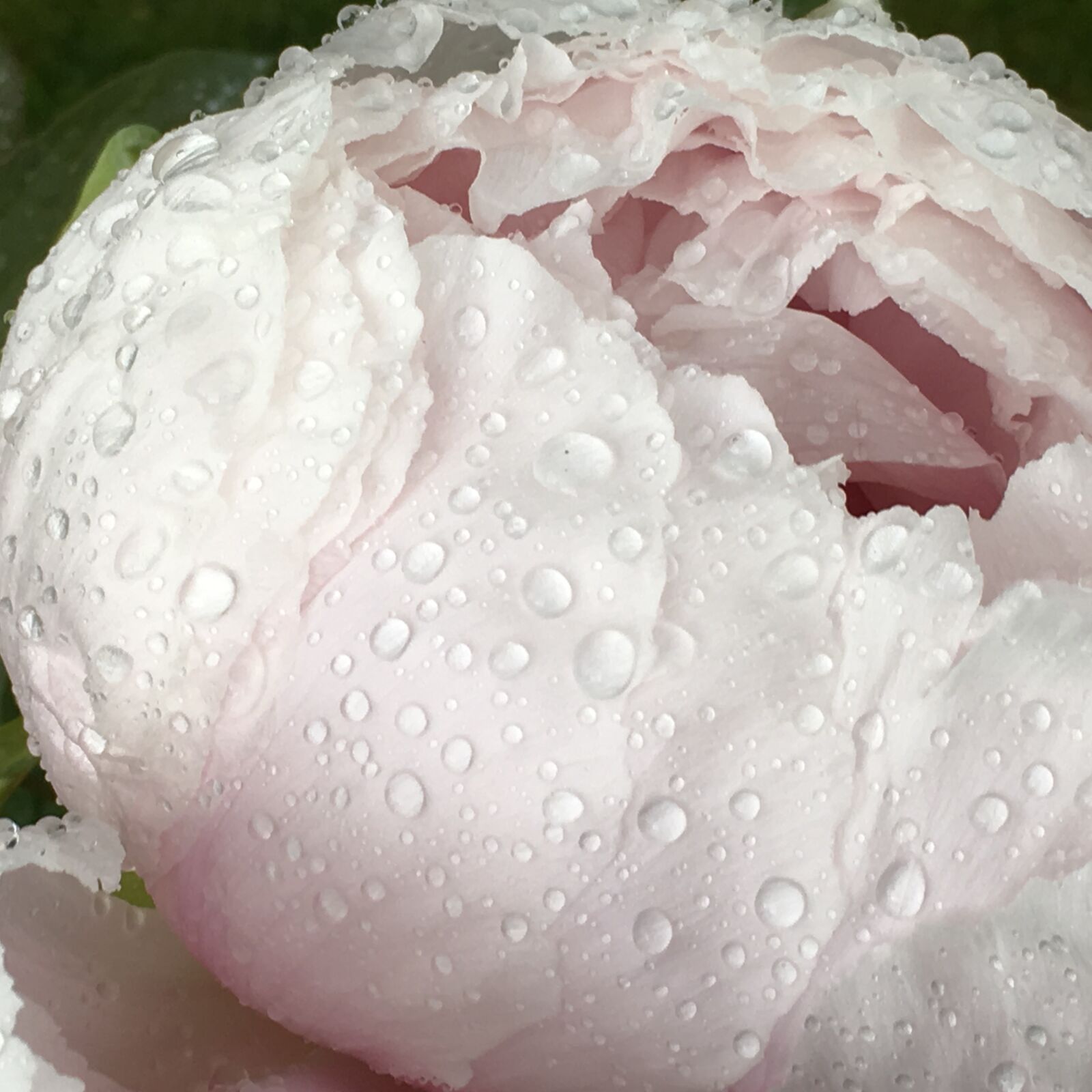 iPhone SE back camera 4.15mm f/2.2 sample photo. After, the, rain, beautiful photography