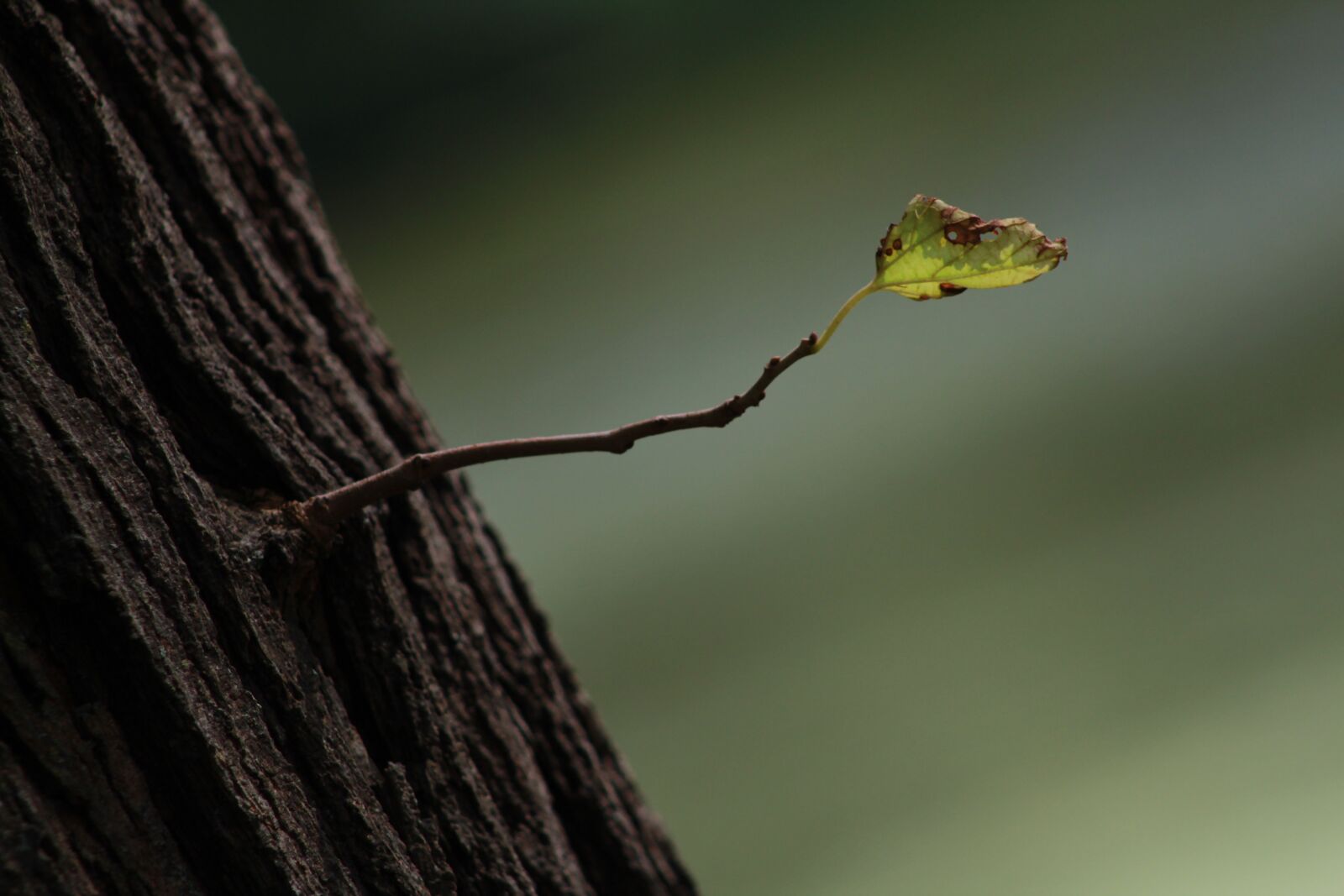Canon EOS 1300D (EOS Rebel T6 / EOS Kiss X80) sample photo. Leaf, growth, tree photography