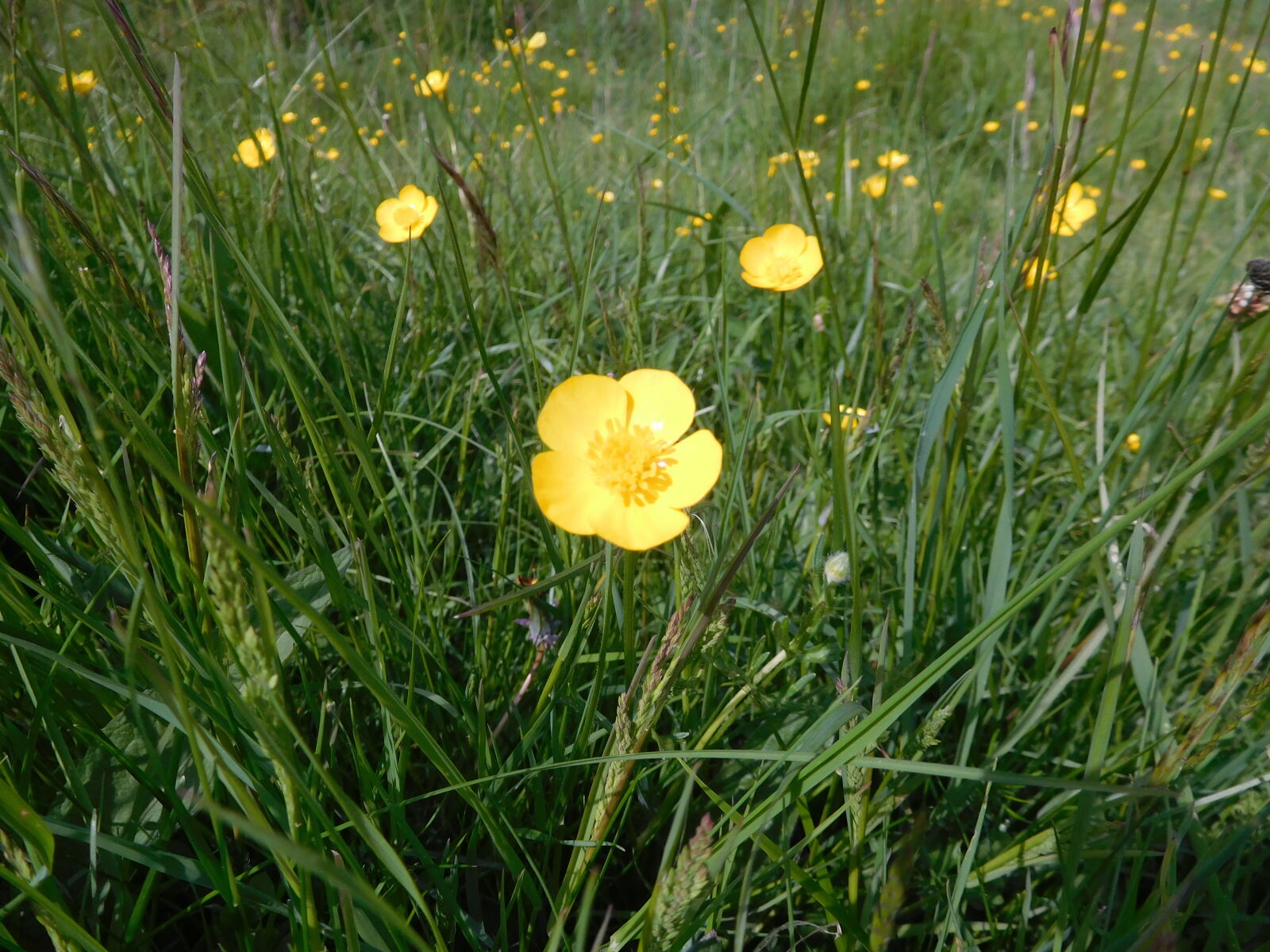 Nikon Coolpix S7000 sample photo. Yellow, flower photography