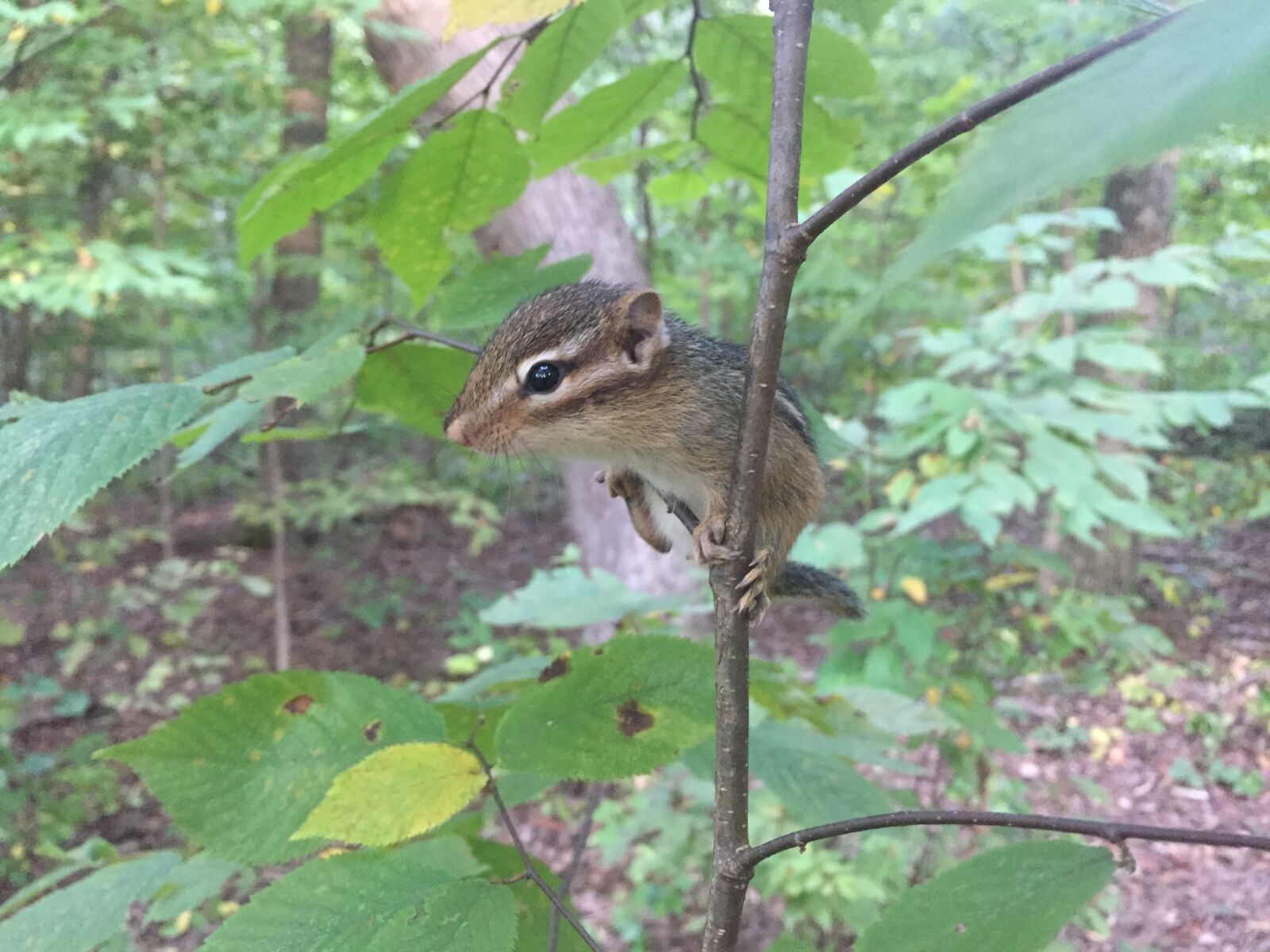 Apple iPhone 6 sample photo. Chipmunk, tree, forest photography