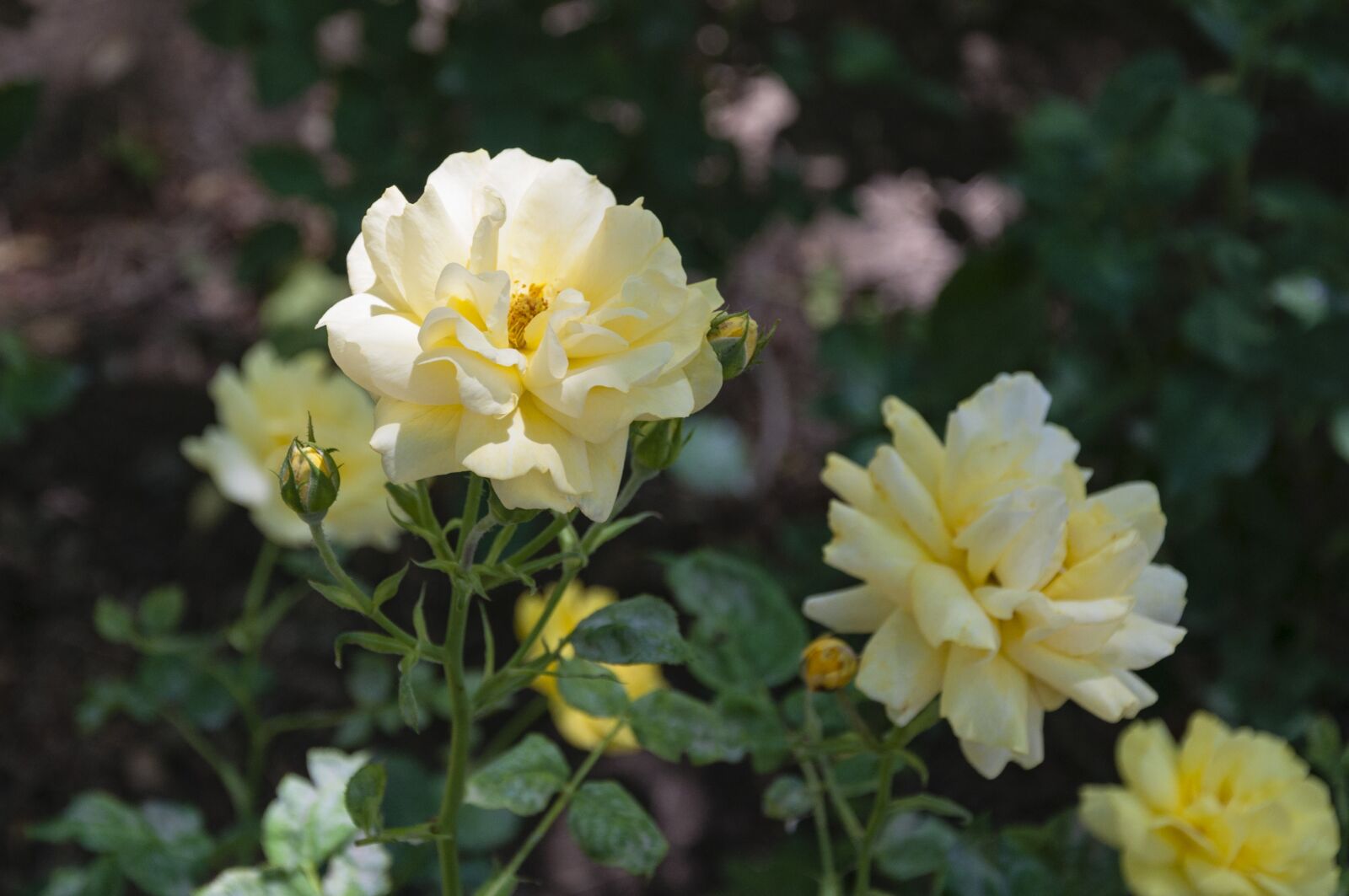 Nikon D90 sample photo. Rose, yellow, spring photography