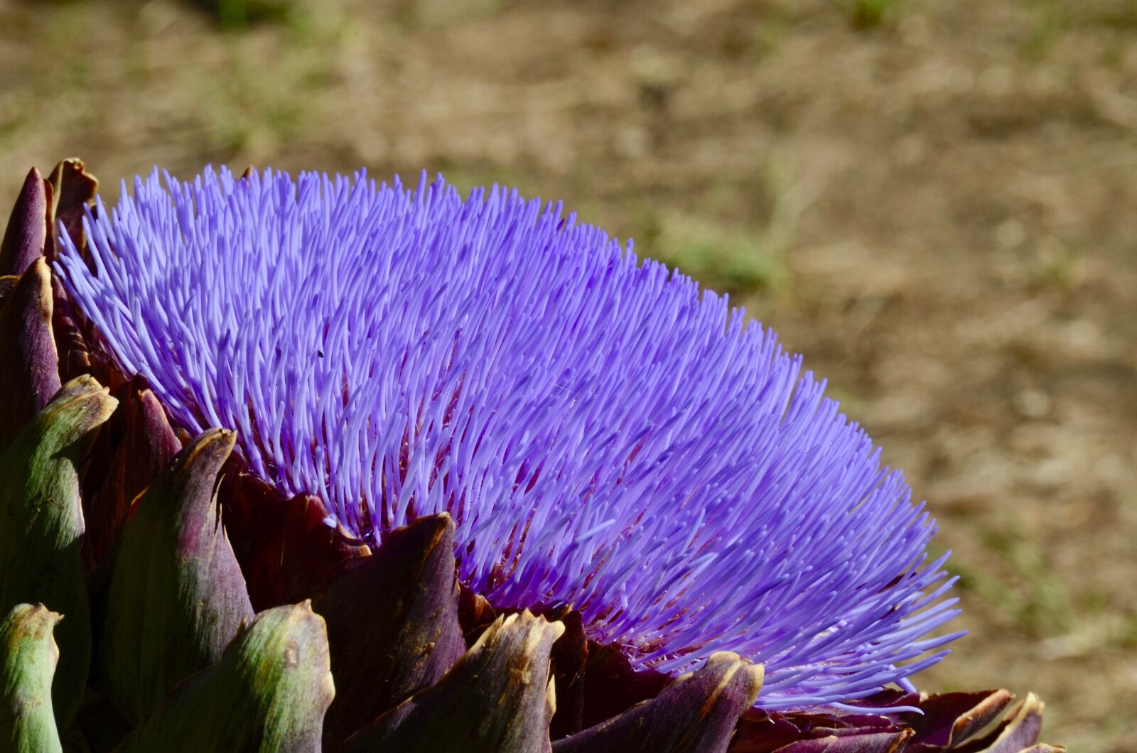 Nikon D5100 sample photo. Artichoke, blossom, bloom photography