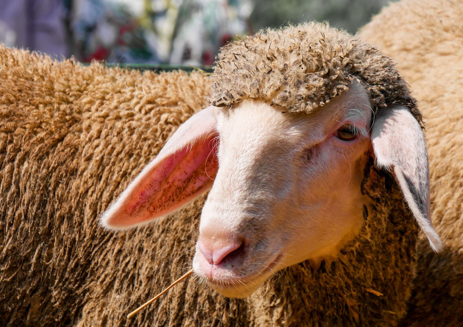 Panasonic DMC-G70 sample photo. Animal, sheep, wool photography