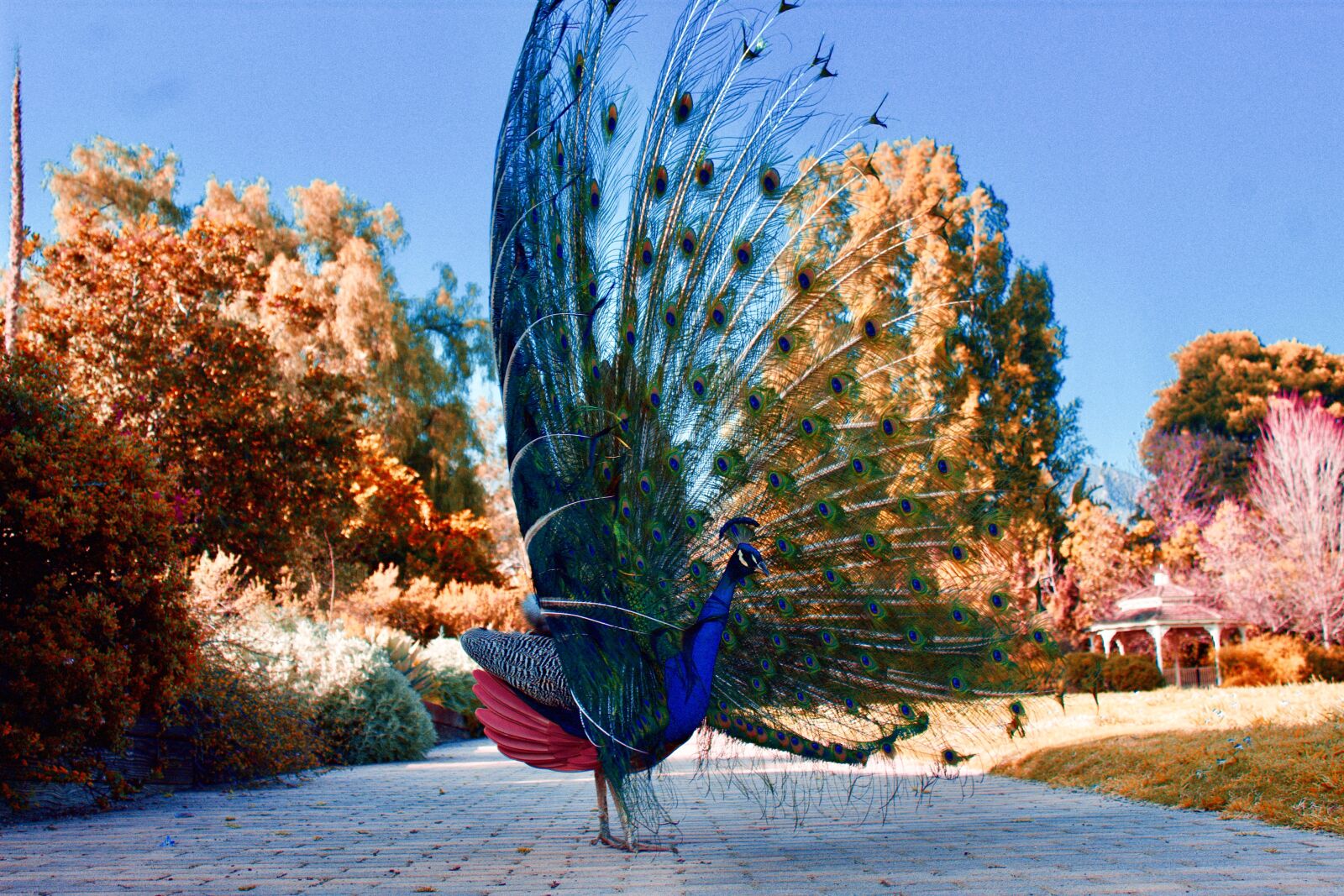 Canon EOS 1300D (EOS Rebel T6 / EOS Kiss X80) sample photo. Peacock, feathers, bird photography