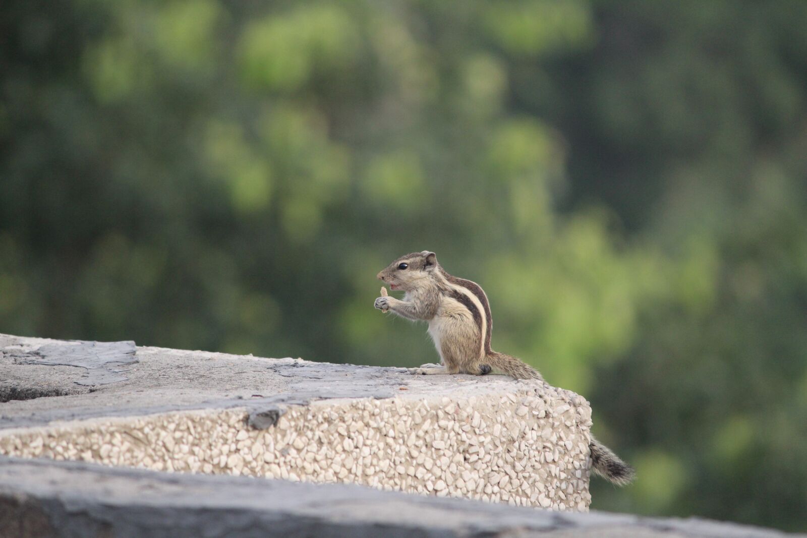 Canon EOS 1200D (EOS Rebel T5 / EOS Kiss X70 / EOS Hi) sample photo. Three-striped palm squirrel, eating photography
