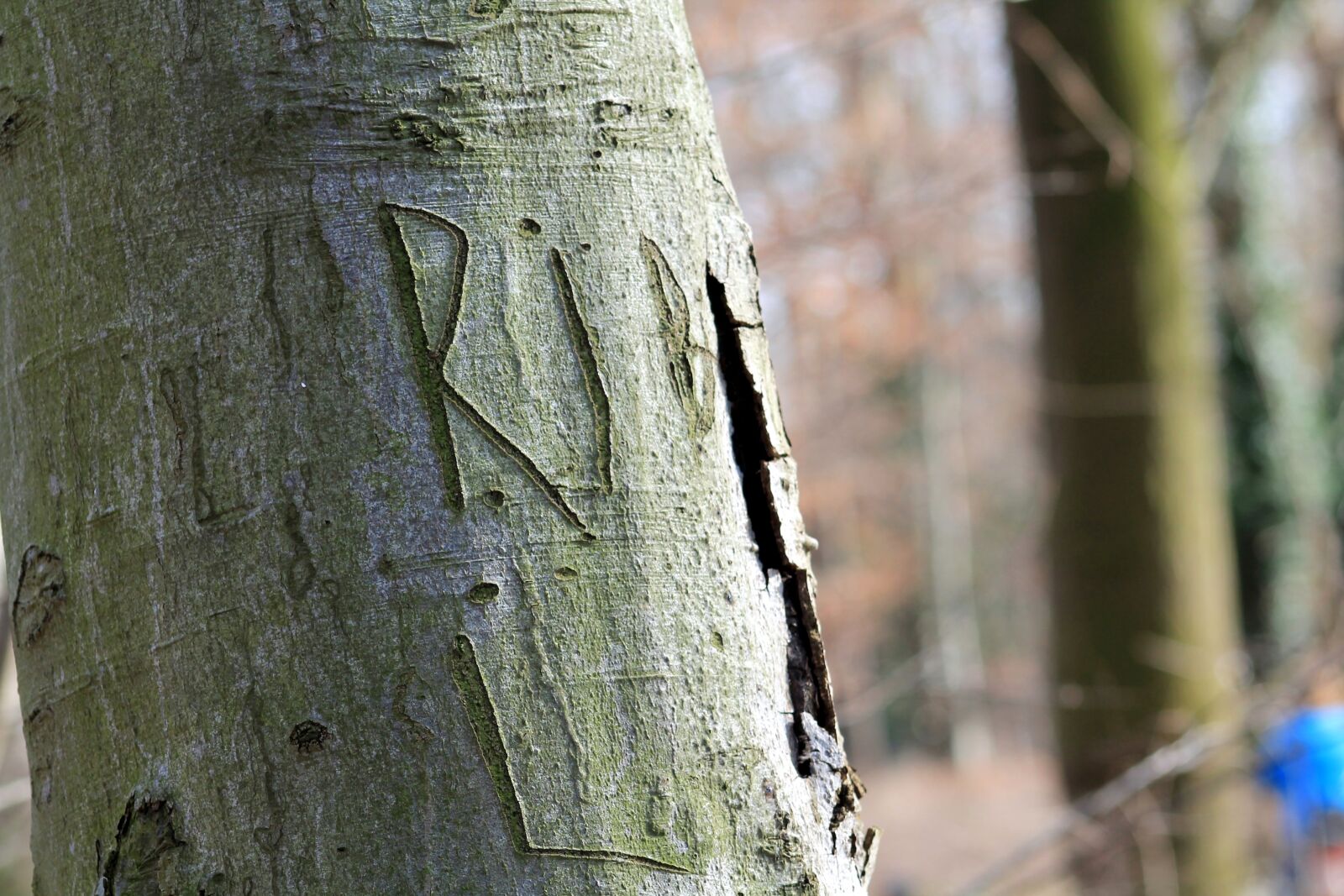 Canon EF 75-300mm f/4-5.6 sample photo. Nature, pattern, tree photography
