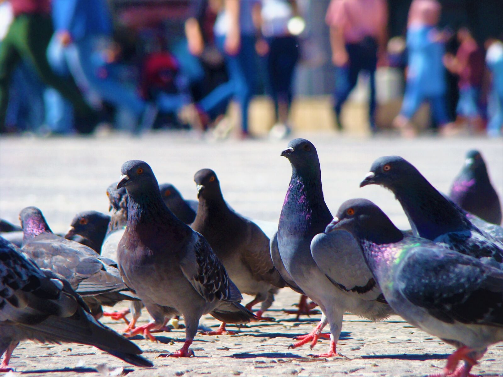 Sony DSC-H9 sample photo. Pigeon, bird, animal photography