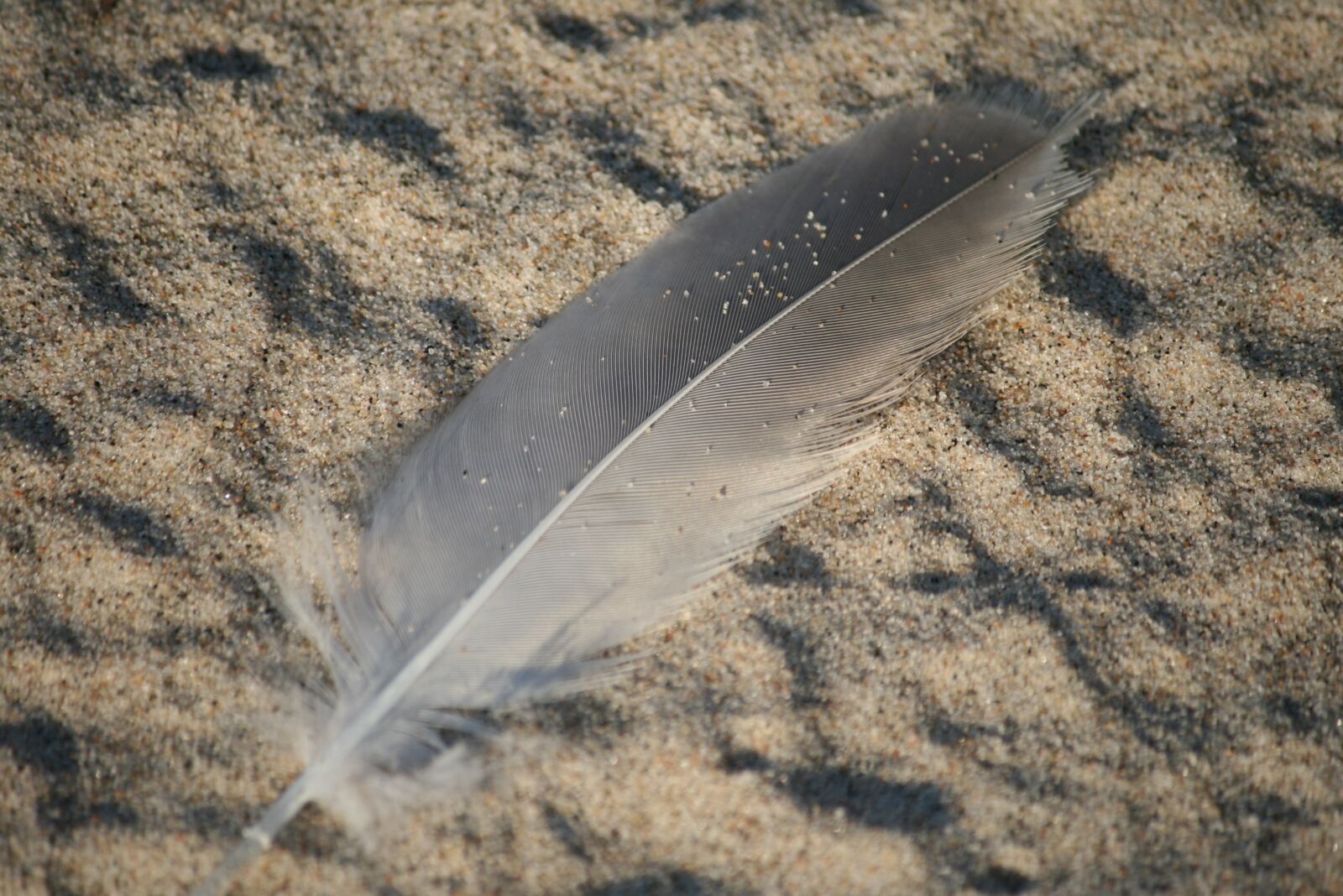 Canon EOS 400D (EOS Digital Rebel XTi / EOS Kiss Digital X) sample photo. Feather, sand, beach photography