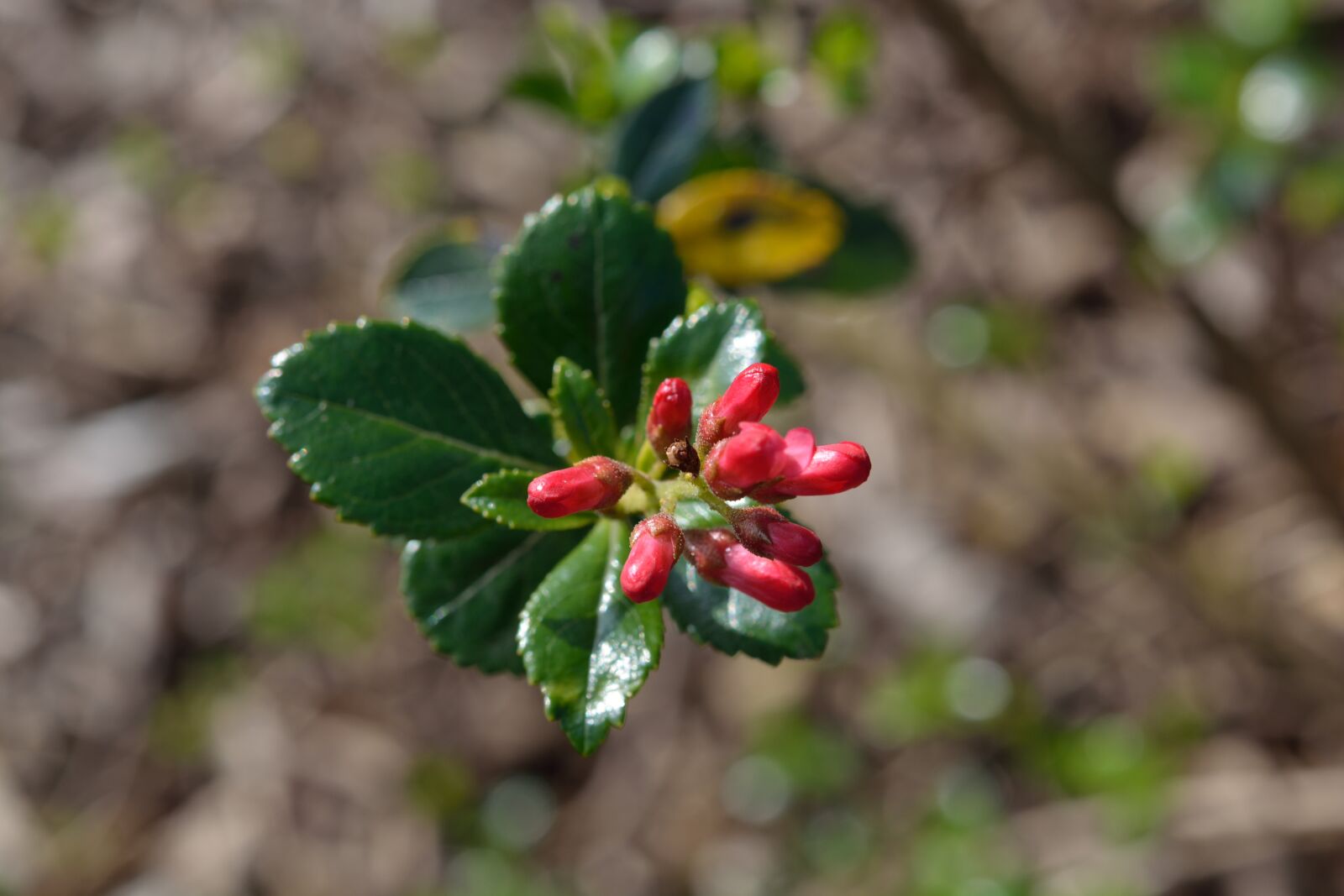 Nikon D5200 sample photo. Bloom, nature, flower photography