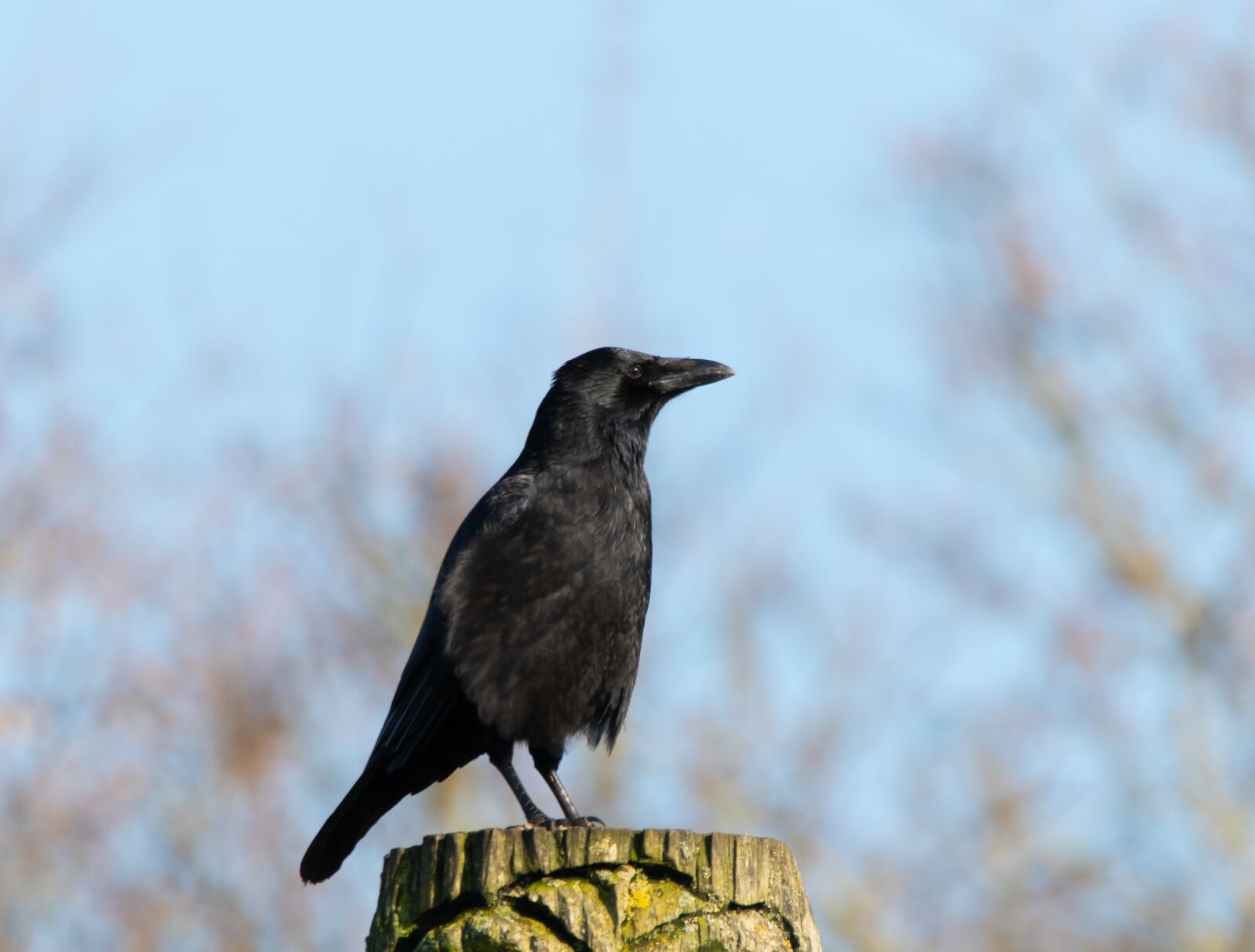 150-600mm F5-6.3 DG OS HSM | Contemporary 015 sample photo. Crow, crow on a photography