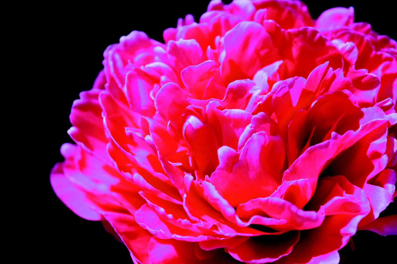 Canon EOS 1000D (EOS Digital Rebel XS / EOS Kiss F) sample photo. Flower, buds, nature photography