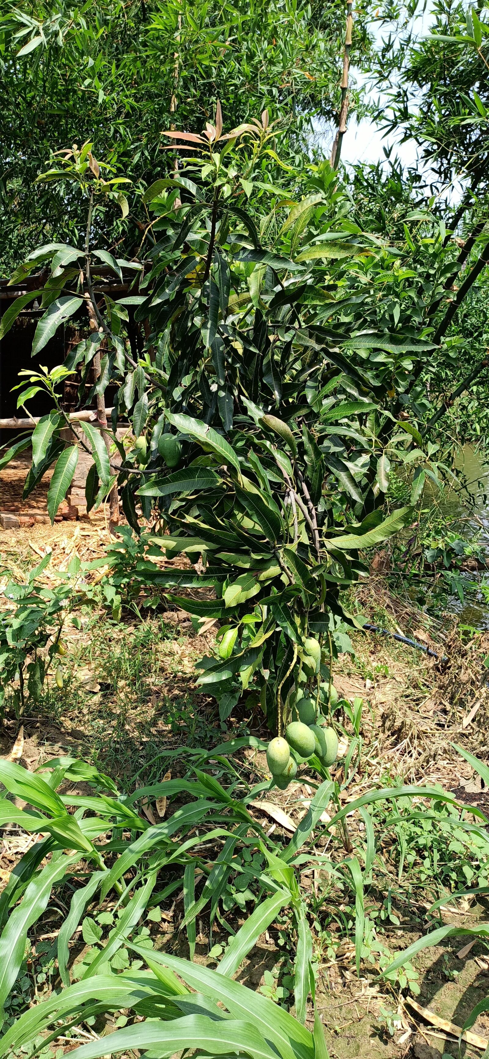 Xiaomi Redmi Note 8 Pro sample photo. Mango, tree, in india photography