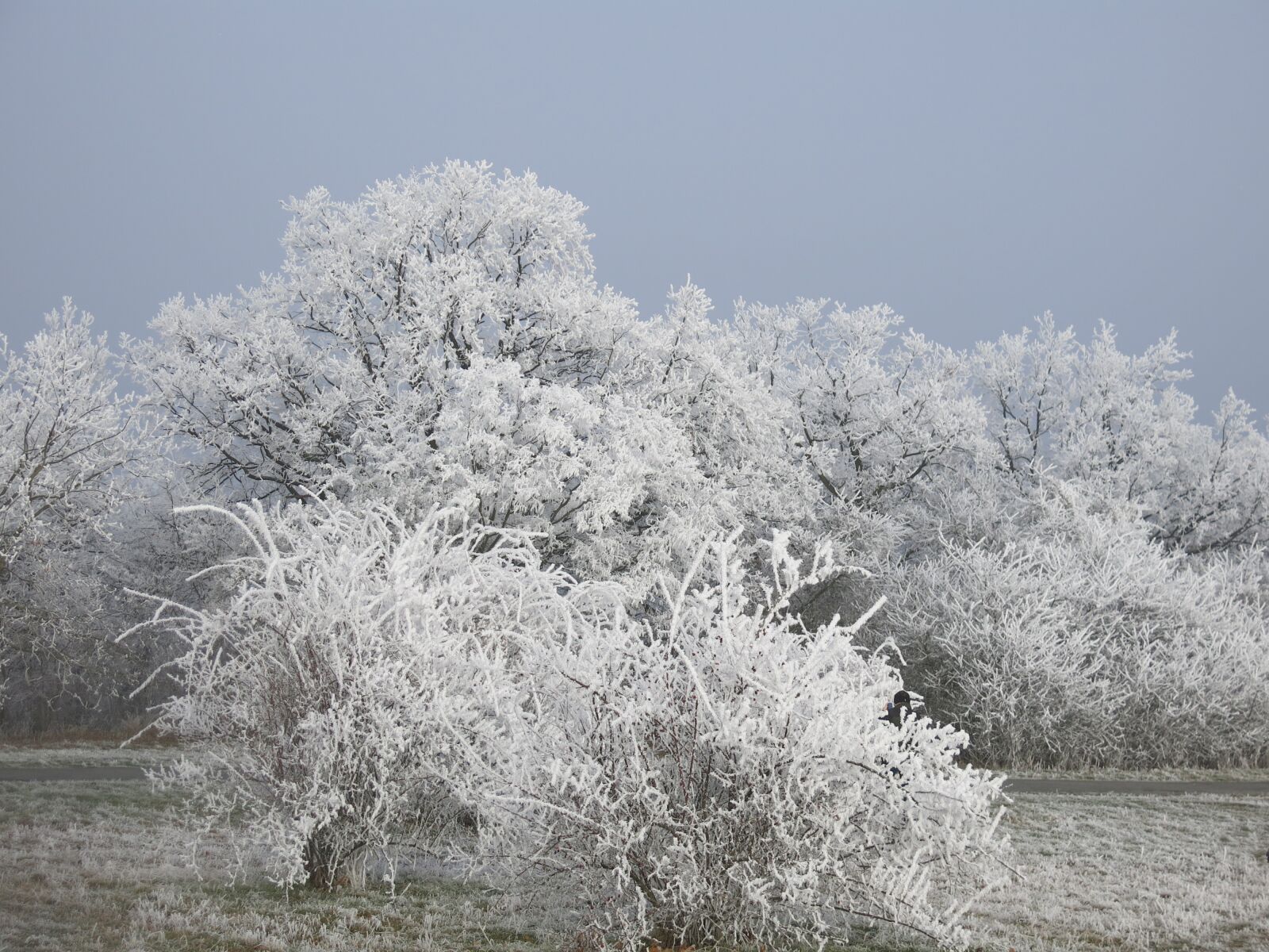 Canon PowerShot G15 sample photo. Nature, icing, winter photography