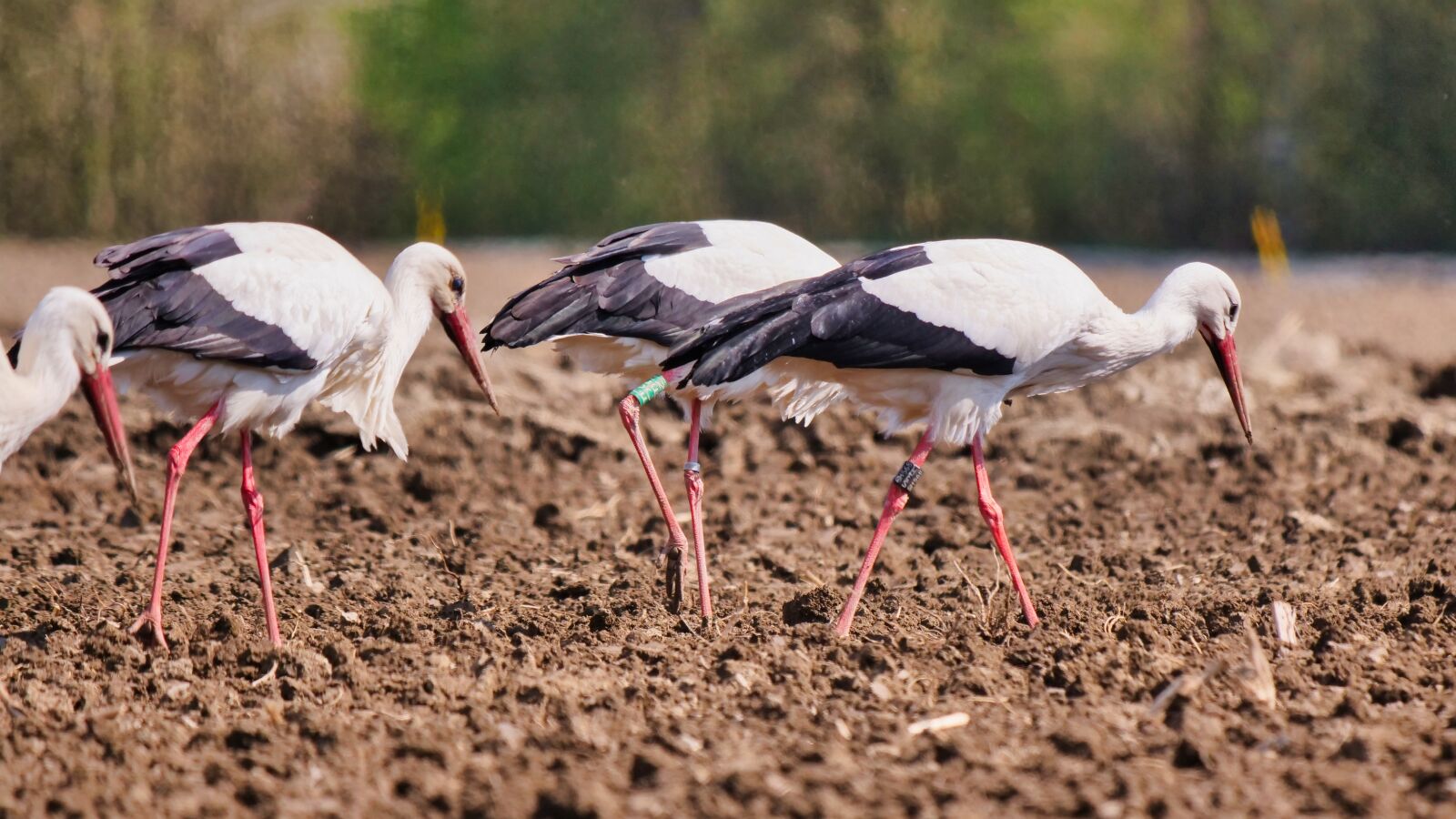 Panasonic Lumix DC-G9 sample photo. Stork, group, field photography