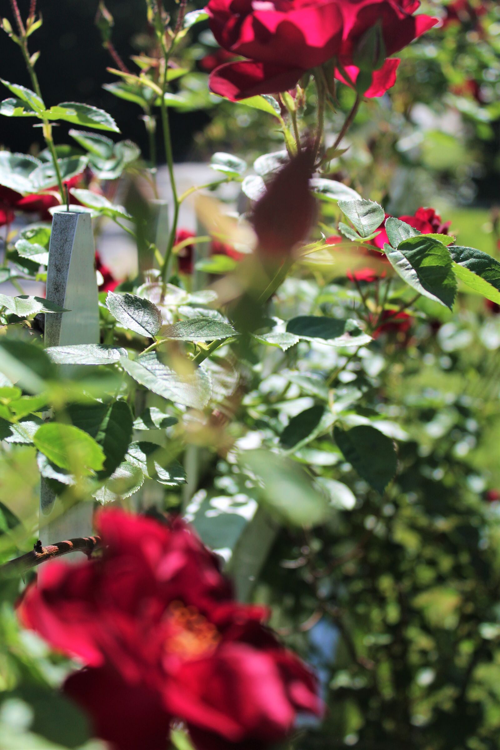 Canon EOS 1200D (EOS Rebel T5 / EOS Kiss X70 / EOS Hi) sample photo. Red, roses photography