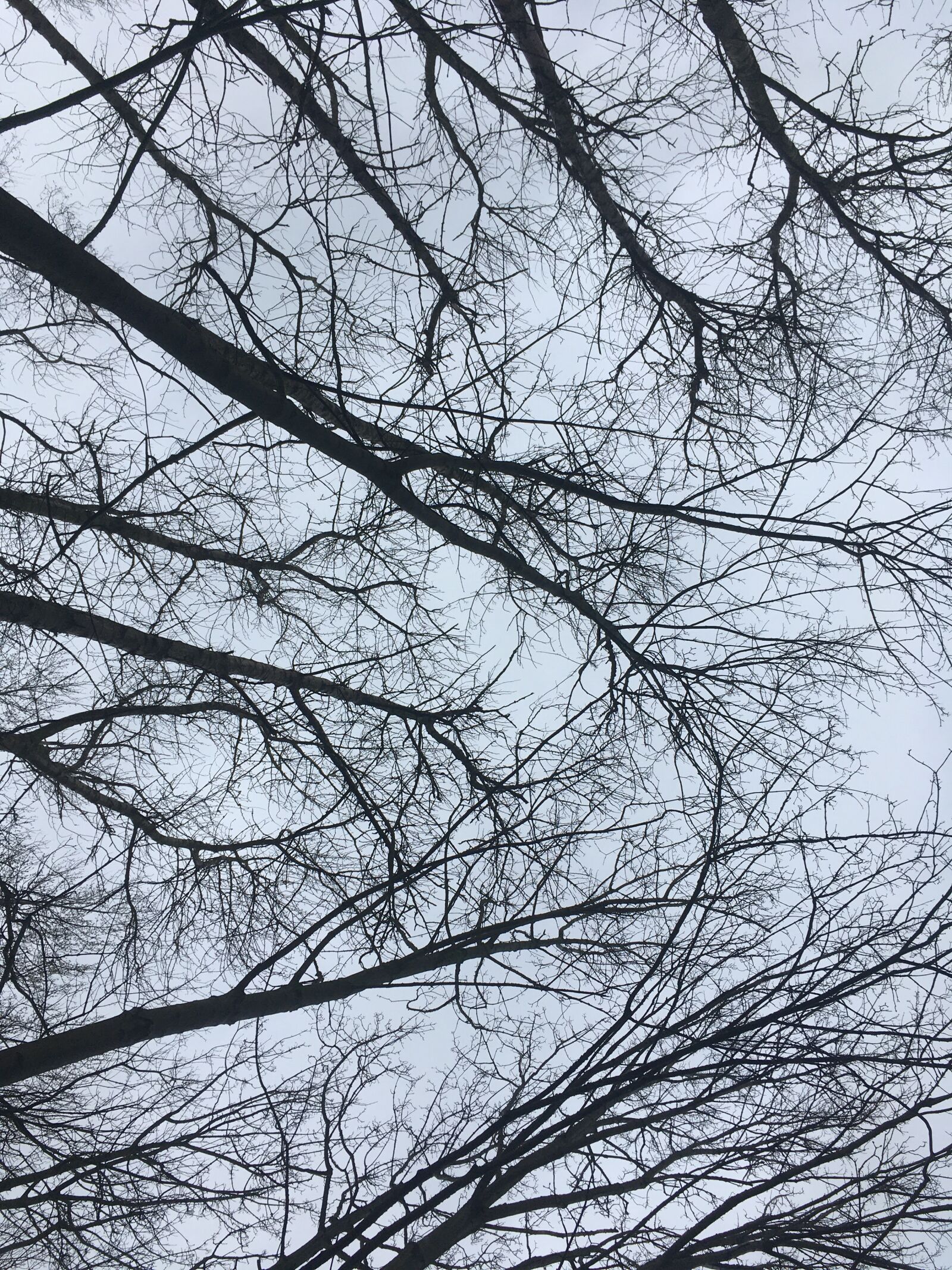 iPhone SE back camera 4.15mm f/2.2 sample photo. Branches, tree, sky photography
