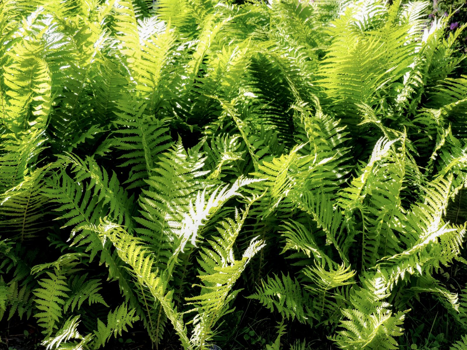 Nikon Coolpix P520 sample photo. Ferns, shield ferns, vessel photography