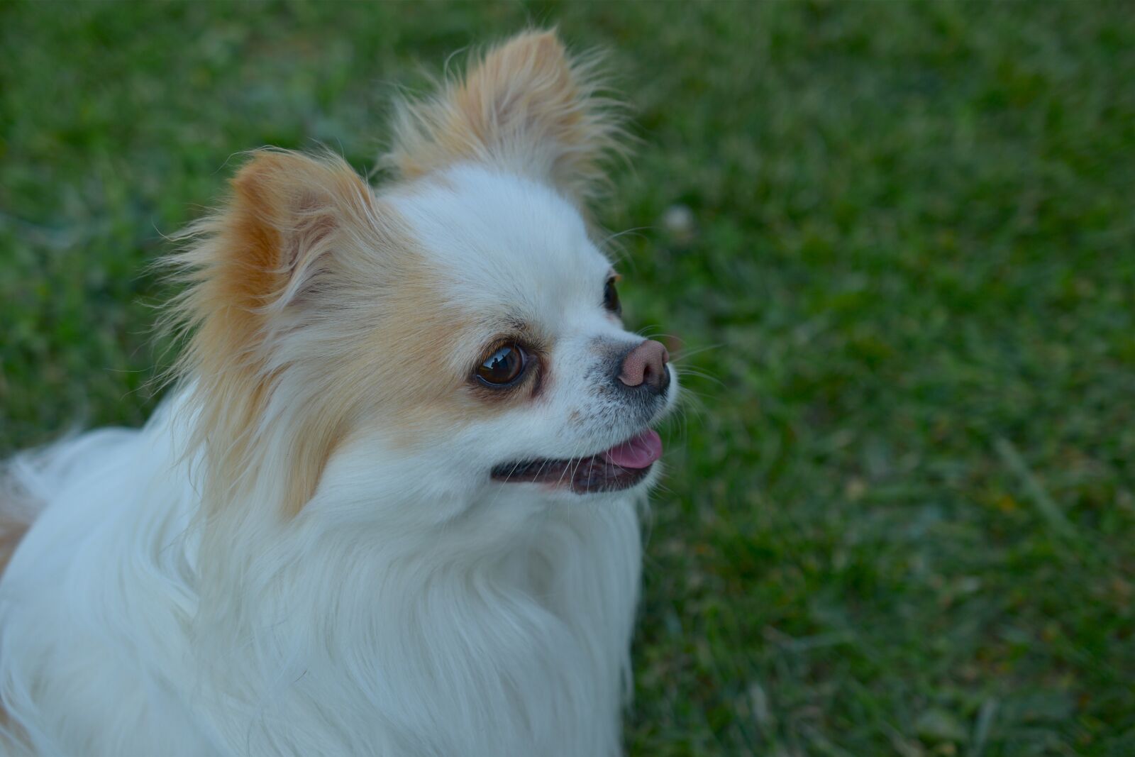 Nikon D5600 sample photo. Dog, chihuahua, cute photography