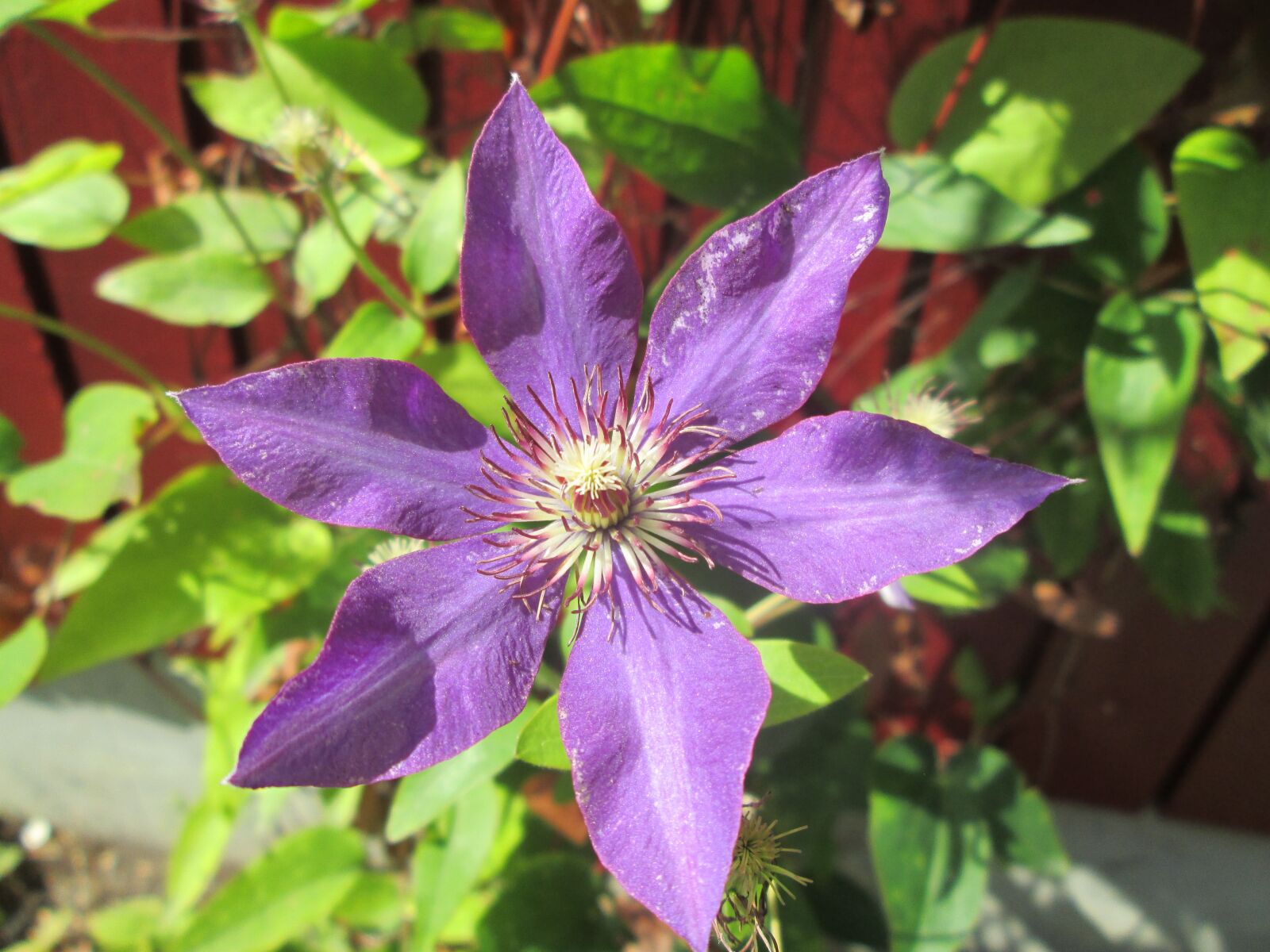 Canon POWERSHOT A2600 sample photo. Clematis, blue, purple photography
