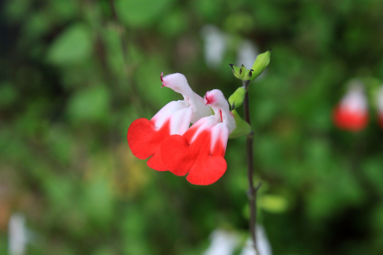 Canon EOS 50D sample photo. Wildflower, flowers, red flower photography