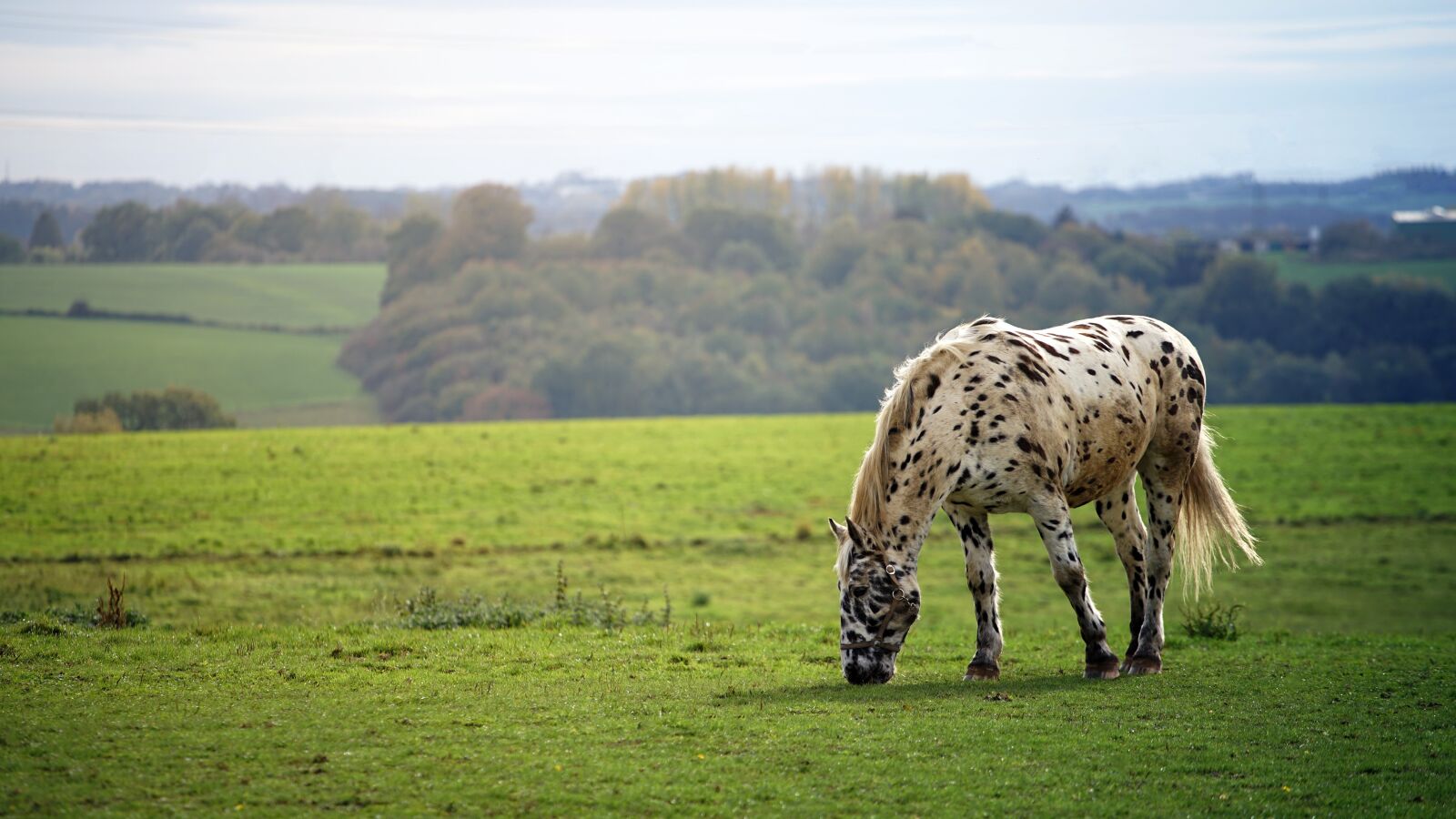 DT 70-200mm F4 SAM sample photo. Horse, meadow, field photography