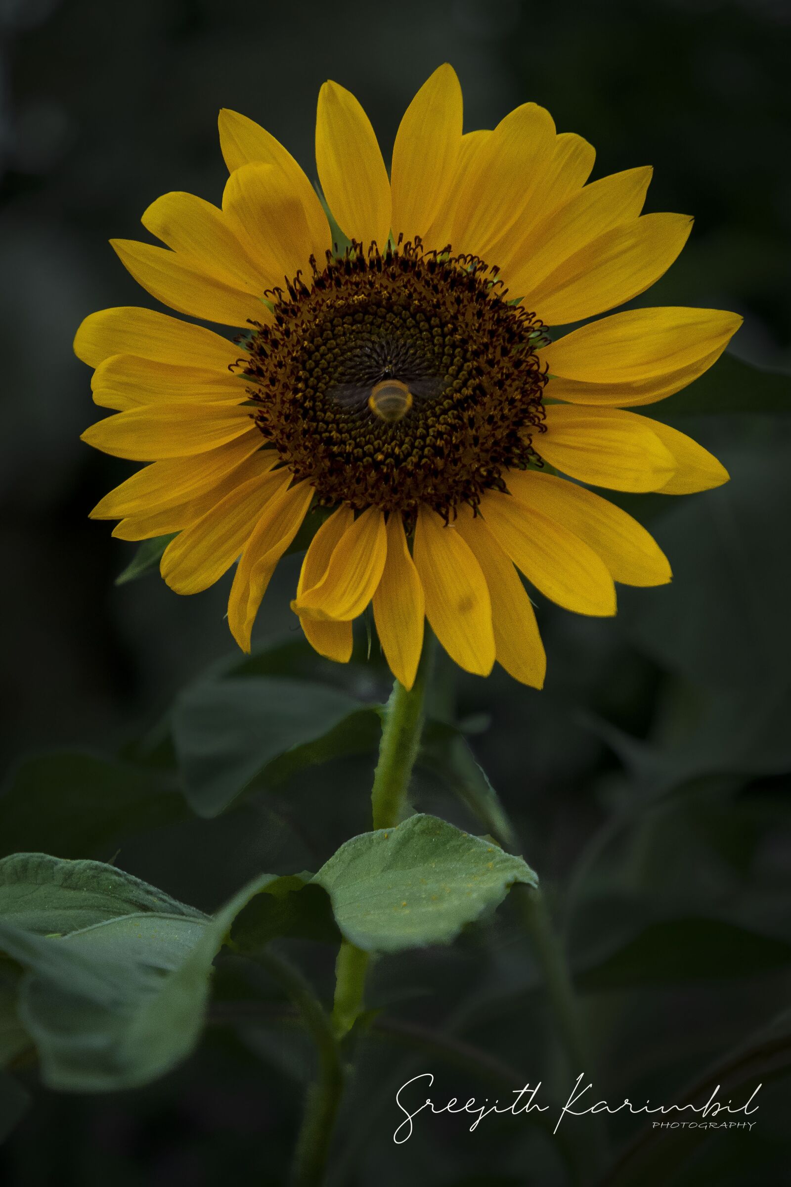 Canon EF 24-105mm F4L IS II USM sample photo. Sunflower, flower, garden photography