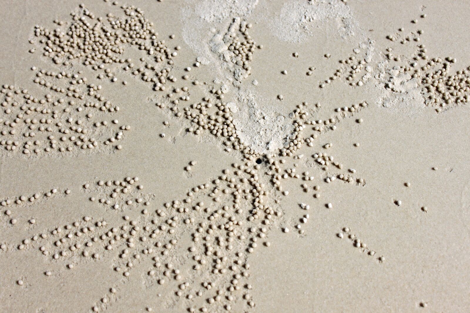 Canon EOS 500D (EOS Rebel T1i / EOS Kiss X3) sample photo. Sand, worms, sand worm photography