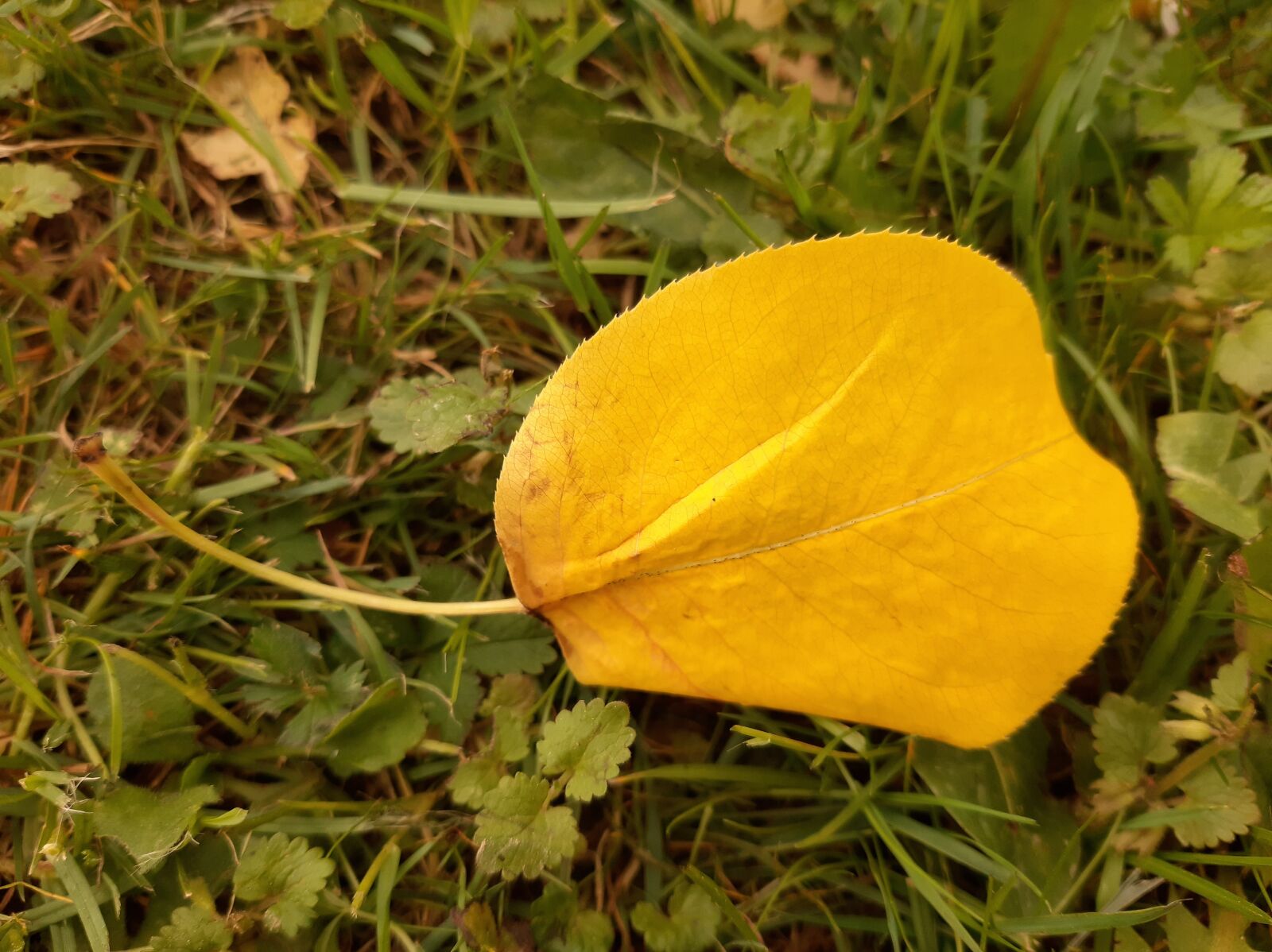Samsung Galaxy A50 sample photo. Leaf, fall, autumn photography