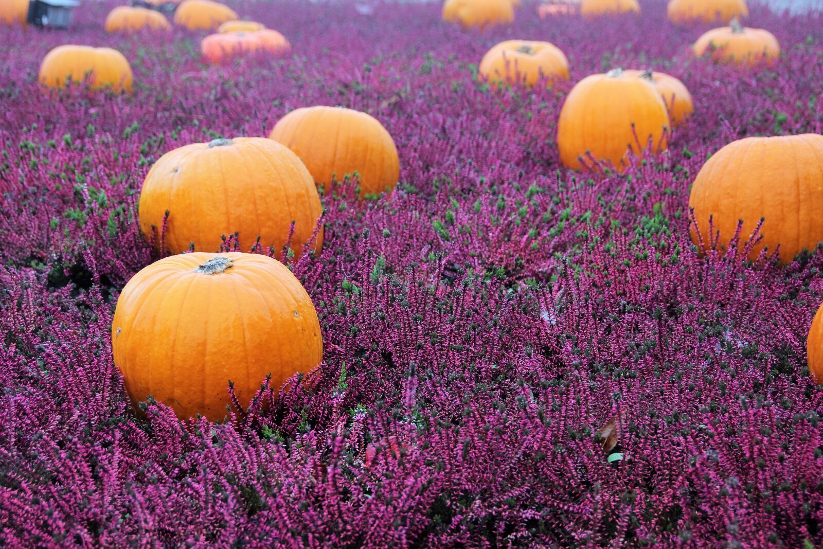 Canon EOS 600D (Rebel EOS T3i / EOS Kiss X5) sample photo. Autumn flowers, herbstdeko, autumn photography