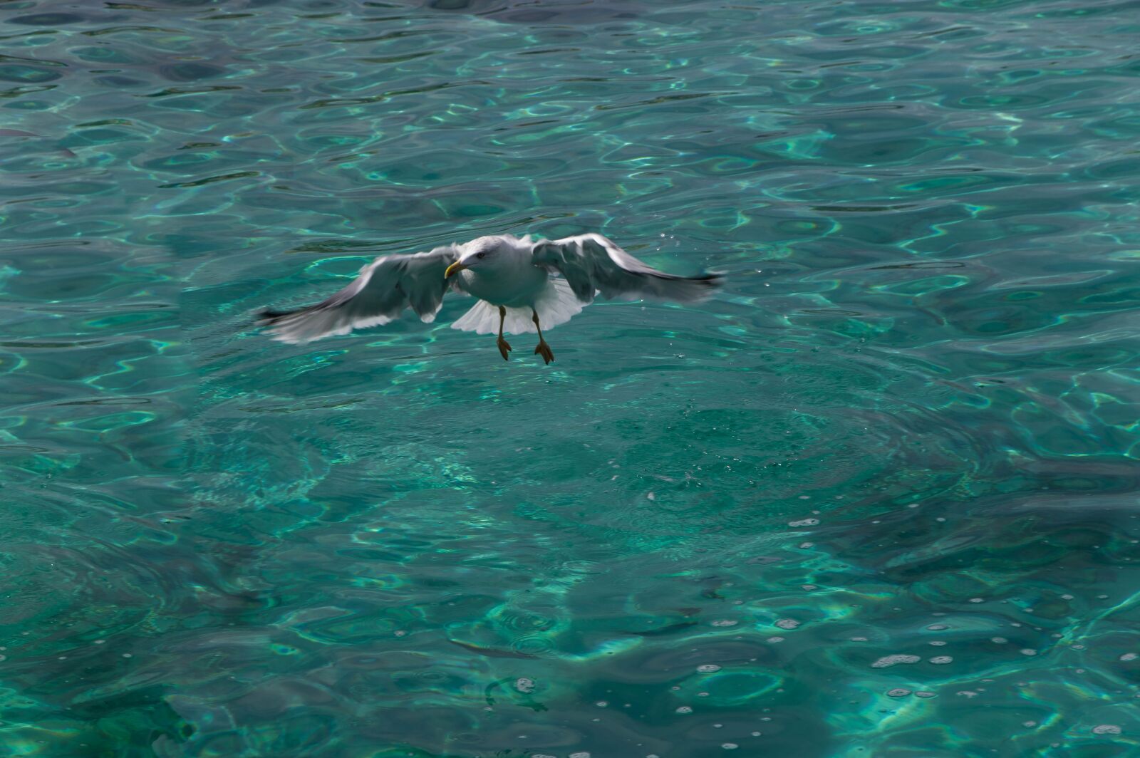 Pentax KP sample photo. Seagull, bird, marin photography