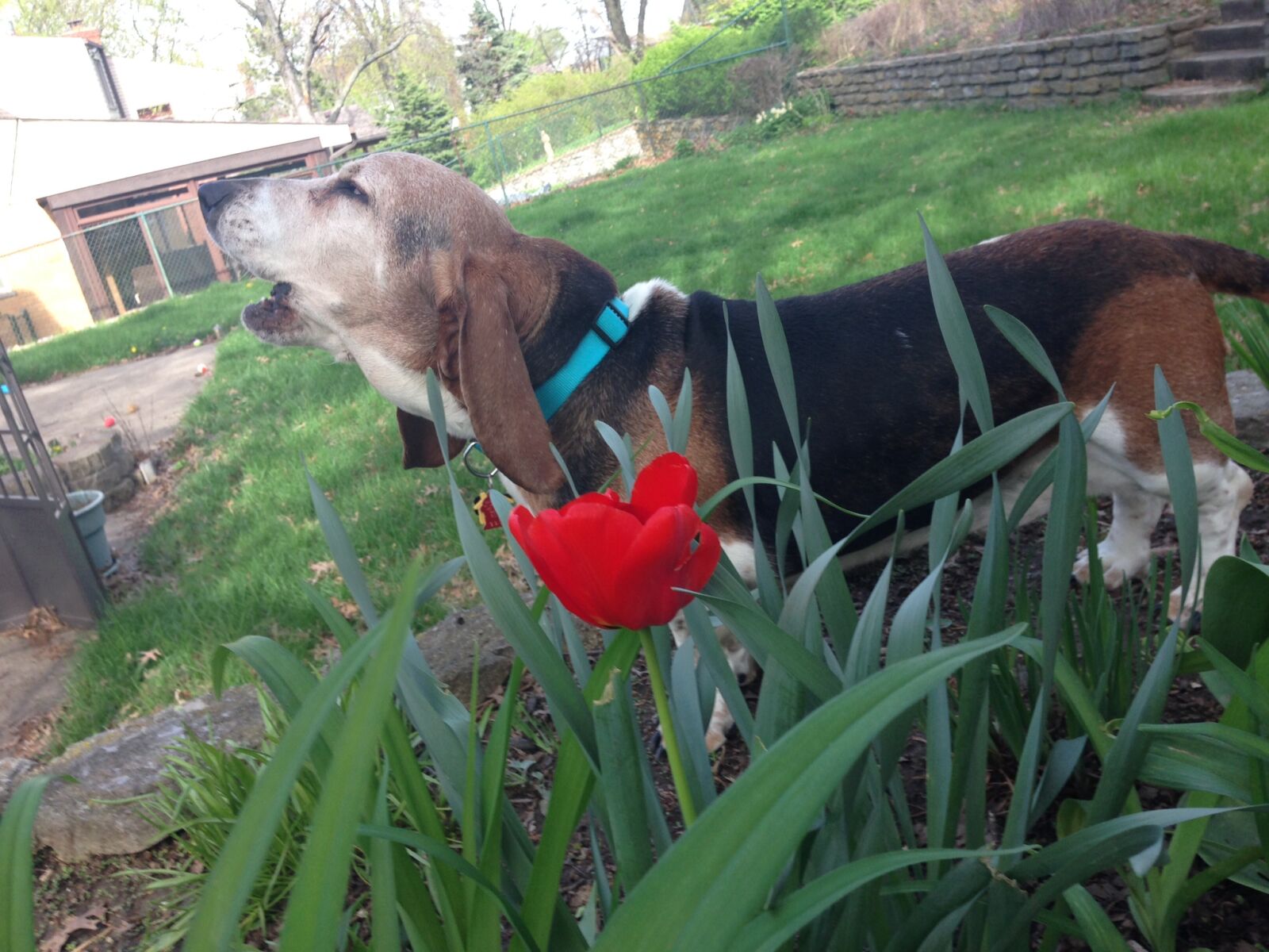 iPhone 5c back camera 4.12mm f/2.4 sample photo. Basset, hound, dog, hound photography