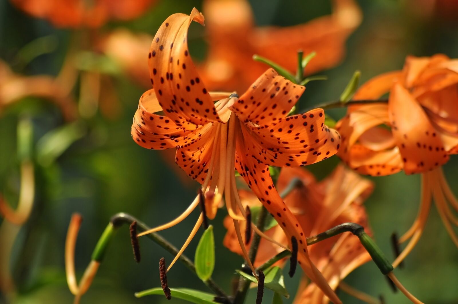 Nikon D90 sample photo. Lily tiger, orange, green photography