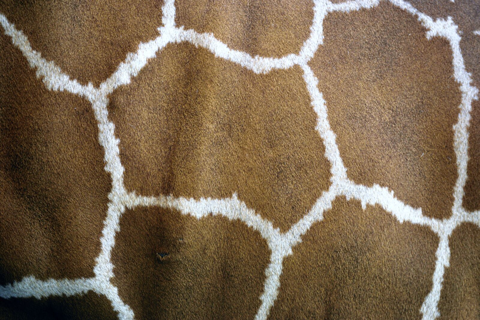 Nikon D3300 sample photo. Giraffe skin, giraffe, animal photography