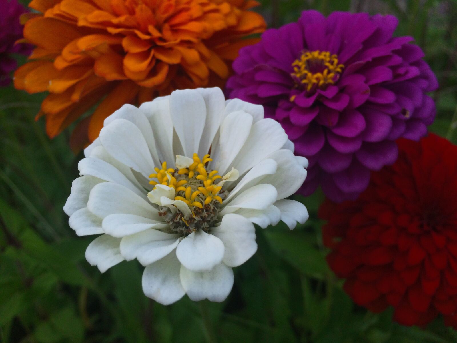 iPhone 5s back camera 4.15mm f/2.2 sample photo. Flowers, dahlia, white photography
