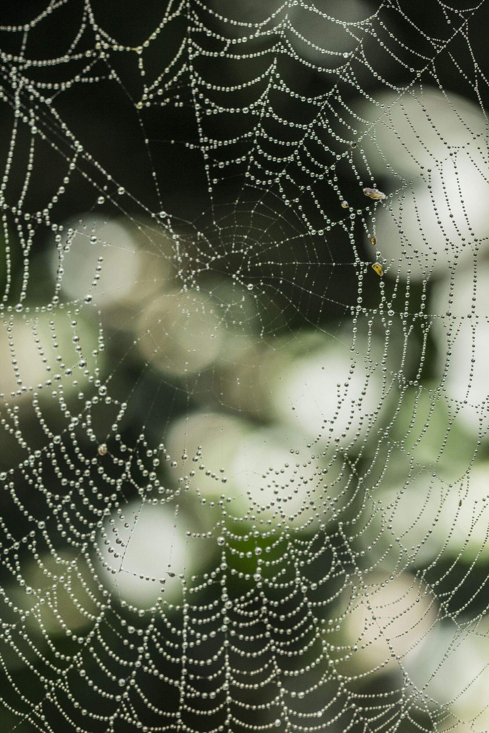 Canon EOS 60D + Canon EF 100mm F2.8 Macro USM sample photo. Spider silk, bokeh, rain photography