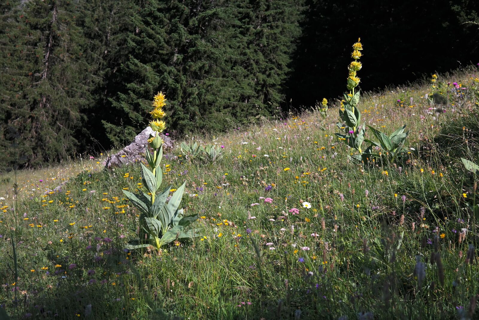 Samsung NX300 sample photo. Yellow gentian, blossom, bloom photography