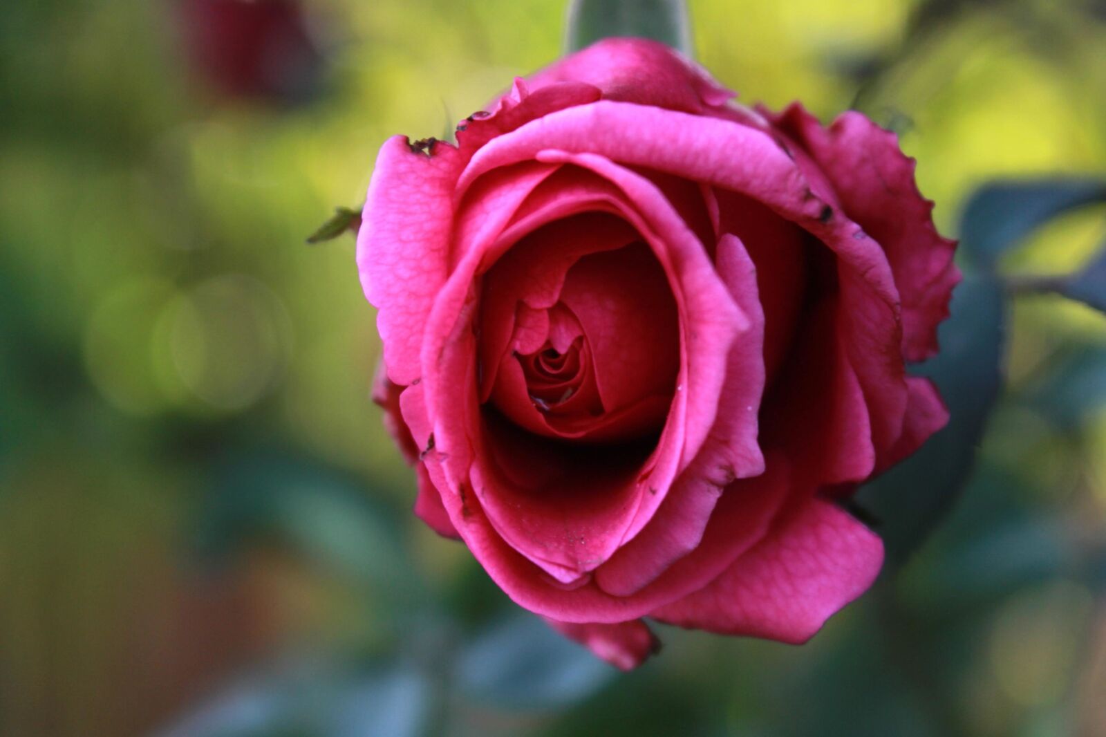 Canon EOS 600D (Rebel EOS T3i / EOS Kiss X5) sample photo. Beautiful, red, pink, rose photography