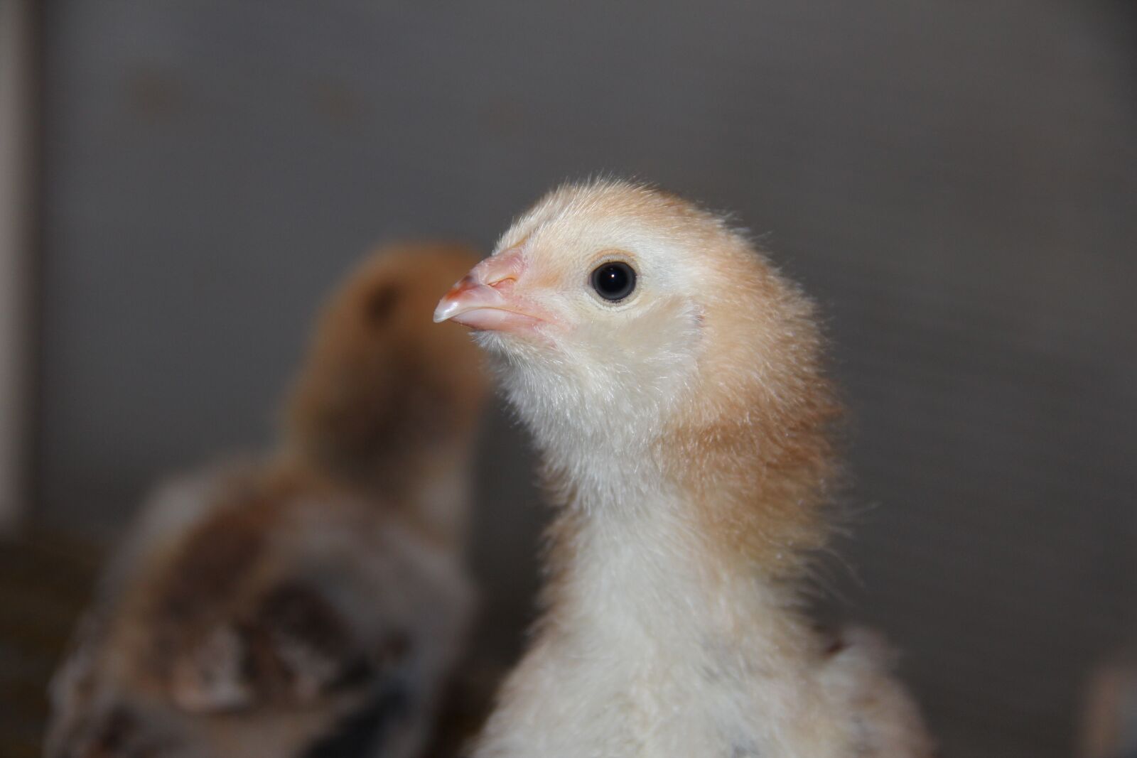 Canon EF-S 18-135mm F3.5-5.6 IS sample photo. Chicken, bird, poultry photography