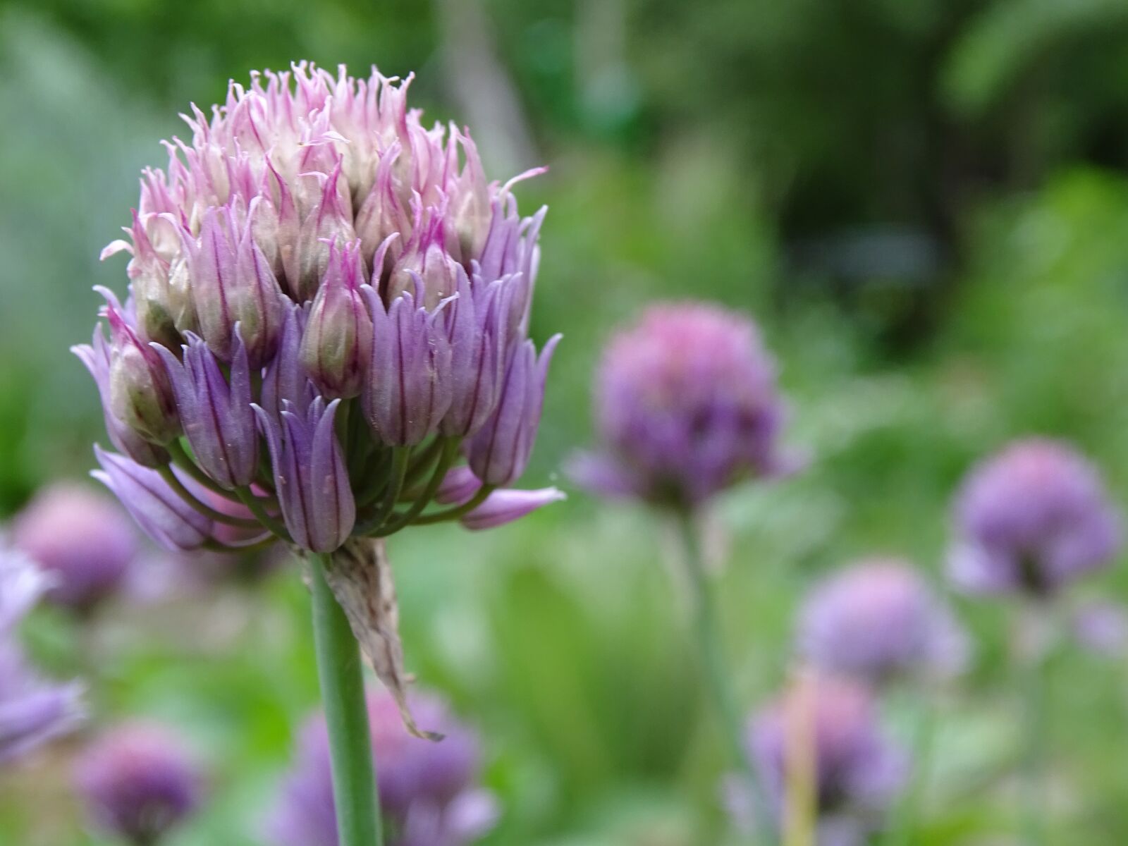 Sony Cyber-shot DSC-HX400V sample photo. Chives, chives blossom, culinary photography