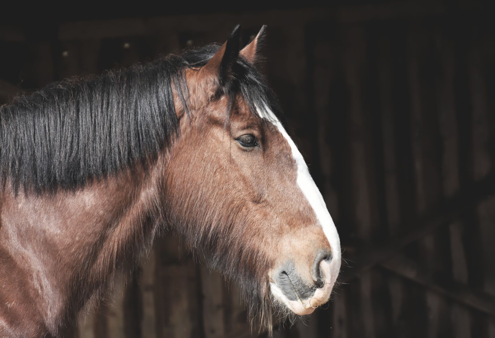 Nikon D7200 sample photo. Shire horse, horse, brown photography