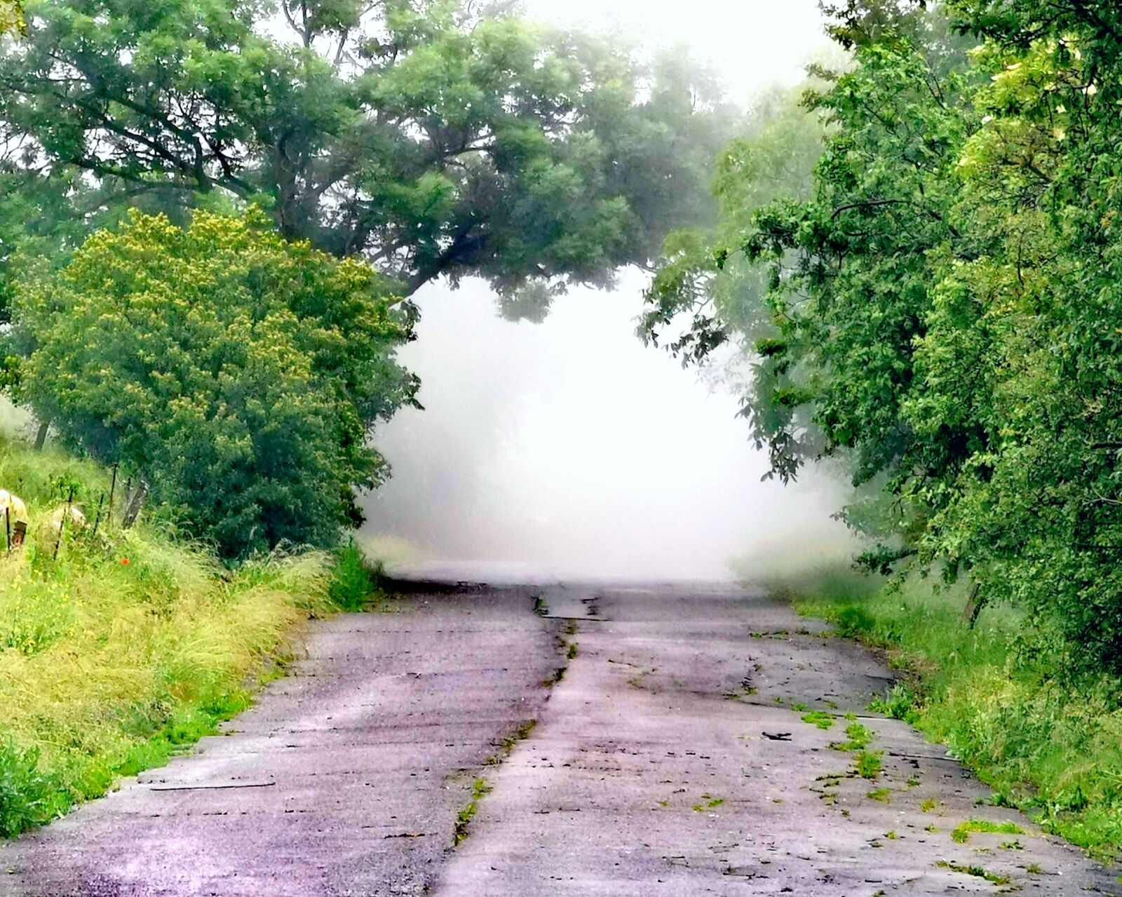 HUAWEI P30 Pro sample photo. Avenue, foggy street, nature photography